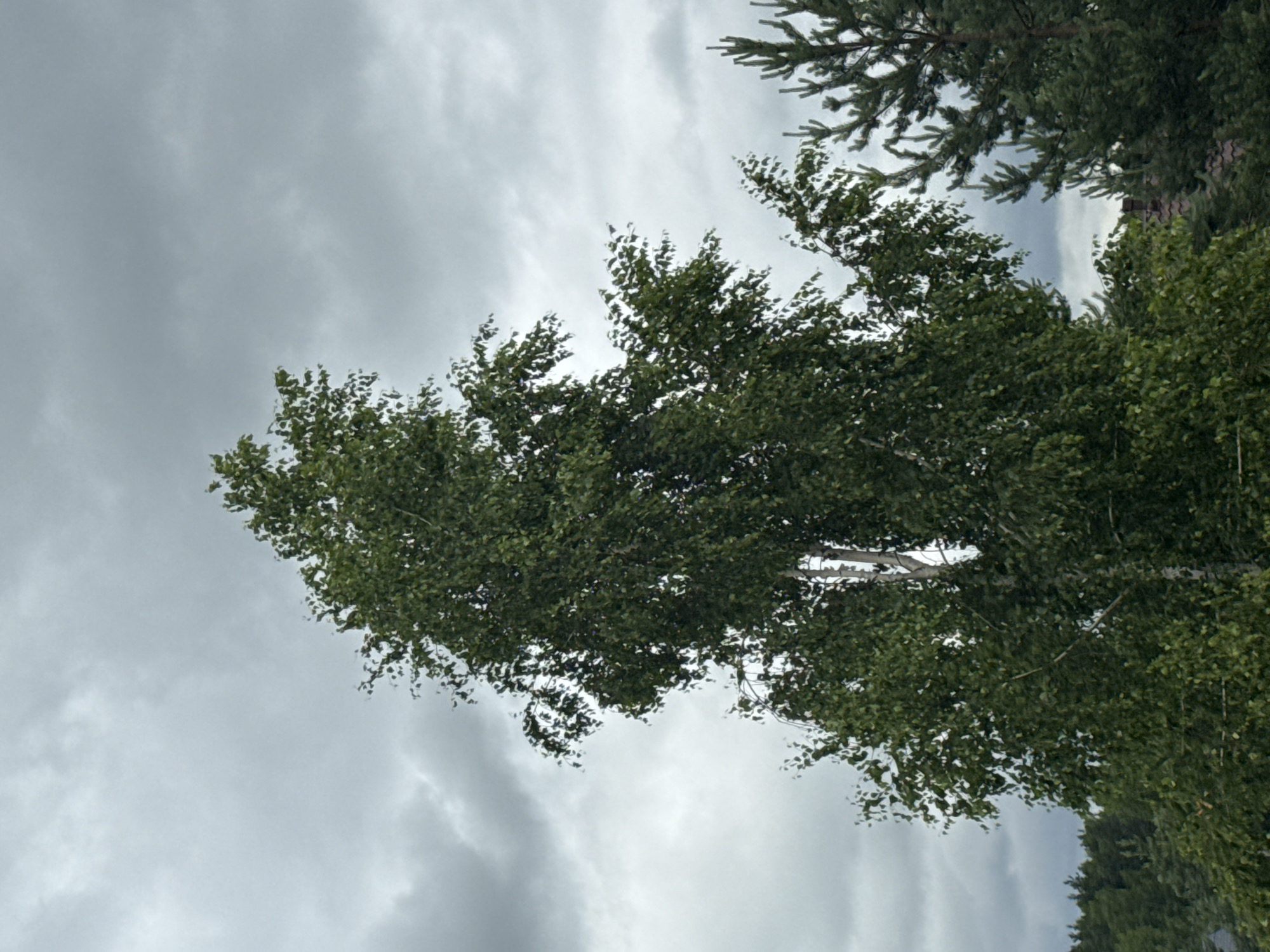 The image depicts a close-up view of a tall birch tree with a canopy of green leaves, set against a backdrop of a cloudy, overcast sky. In the background, to the right, the upper branches of a pine tree are visible. The lower portion of the image reveals a hint of dark green foliage and a brown roof, suggesting the presence of structures or other vegetation. The overall scene appears to be located in a natural or semi-natural environment, possibly a park or a suburban area. The specific location in Protasovo, Russia, is not visually identifiable from the provided image.