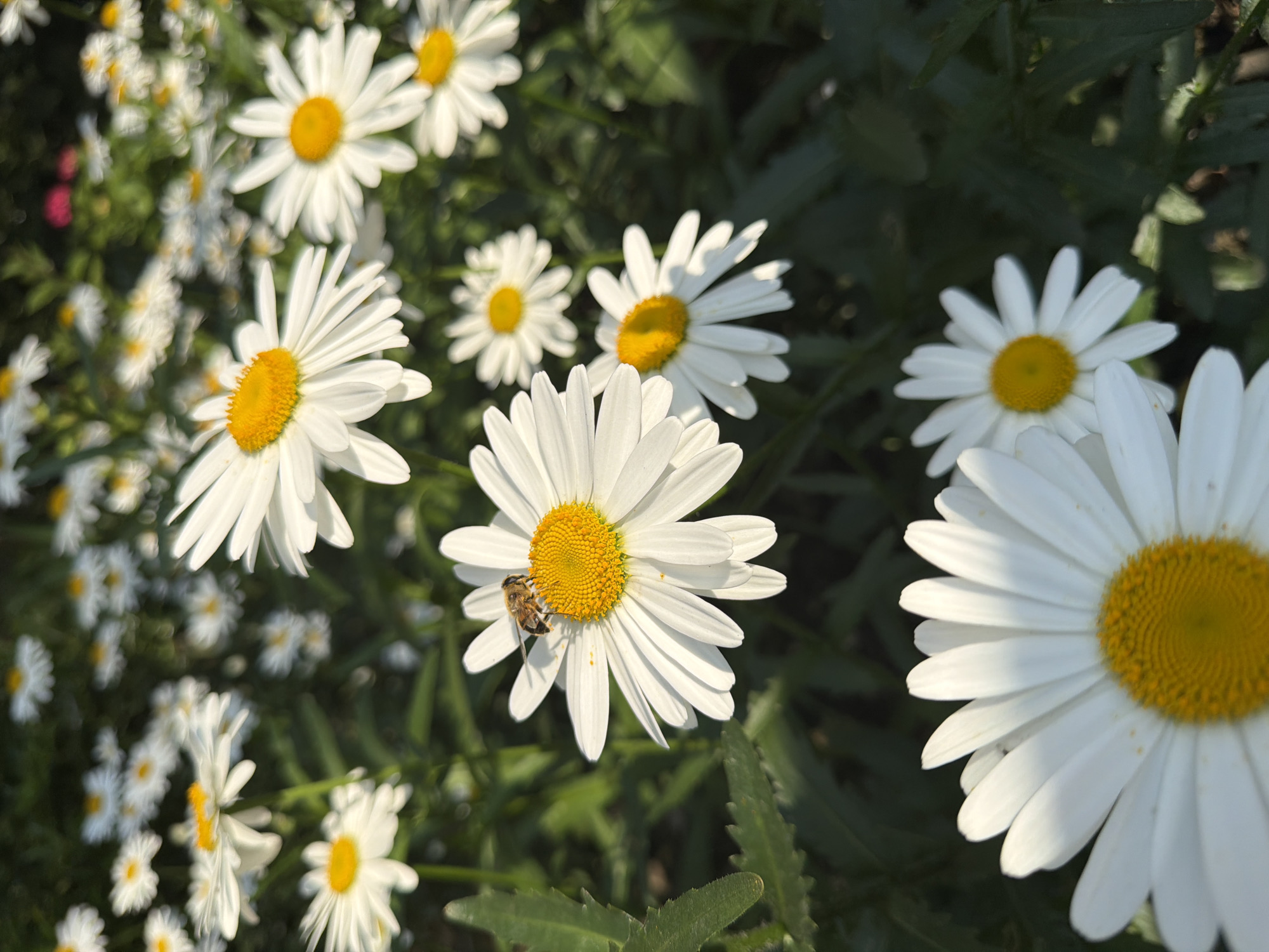 This media file shows a close-up, high-angle view of a field of white daisies with yellow centers, bathed in bright sunlight. The flowers are in various stages of bloom and are densely packed together, creating a vibrant and textured scene. The background consists of dark green foliage, suggesting a garden or meadow setting. One prominent daisy in the foreground features a bee with its head buried in the center, busily collecting pollen. The sunlight casts distinct shadows and highlights on the petals, indicating a clear and sunny day, likely during the daytime. The overall mood is one of natural beauty and the tranquility of a summer day in a garden. The location context provided is Sochi, Russia, which aligns with the bright, sunny weather and abundance of flowering plants. There is no visible text in the image.
