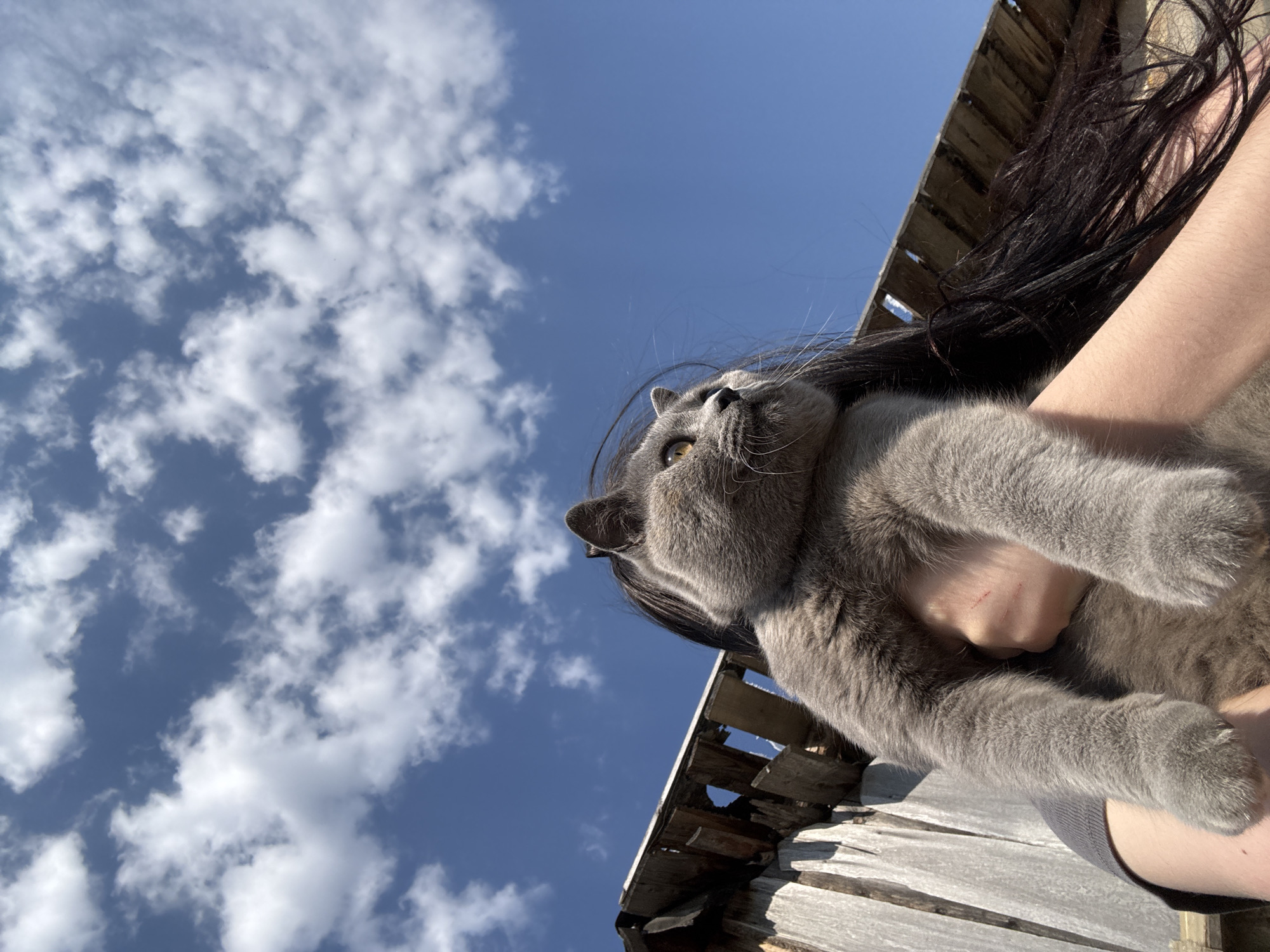 The image depicts a person holding a gray cat against a bright blue sky dotted with puffy white clouds. The perspective is from below, looking upwards. The cat's head is in focus, and it appears to be looking up towards the sky. The person's arm and hand are visible, holding the cat securely. Dark hair partially obscures the scene behind the person's arm. In the lower right and upper right of the image, weathered wooden boards, possibly part of a structure like a fence or building, are visible. The scene is likely outdoors during the daytime, the location is unknown.