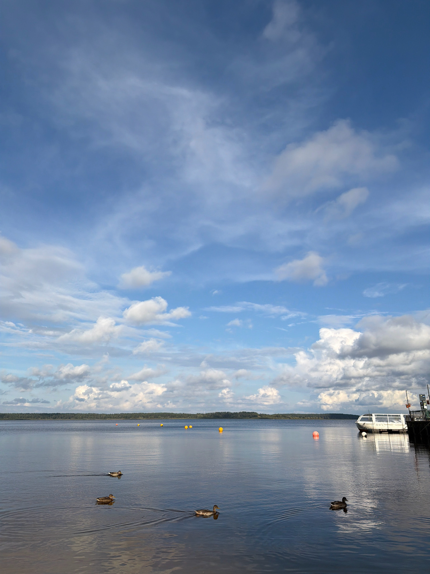 The image depicts a calm lake with a wide expanse of water reflecting the sky. The sky is a vibrant blue, dotted with scattered white clouds, some of which are dense and others wispy. In the foreground, four ducks are swimming on the surface of the water, leaving small wakes behind them. Scattered across the lake are several buoys, appearing as yellow and orange spheres. In the distance, a treeline marks the far bank of the lake. To the right of the image, a white boat with a glass enclosure is docked at a pier, which is also visible. The overall atmosphere is serene and natural. The scene does not contain any identifiable landmarks that would indicate a specific location within Riga, Latvia.