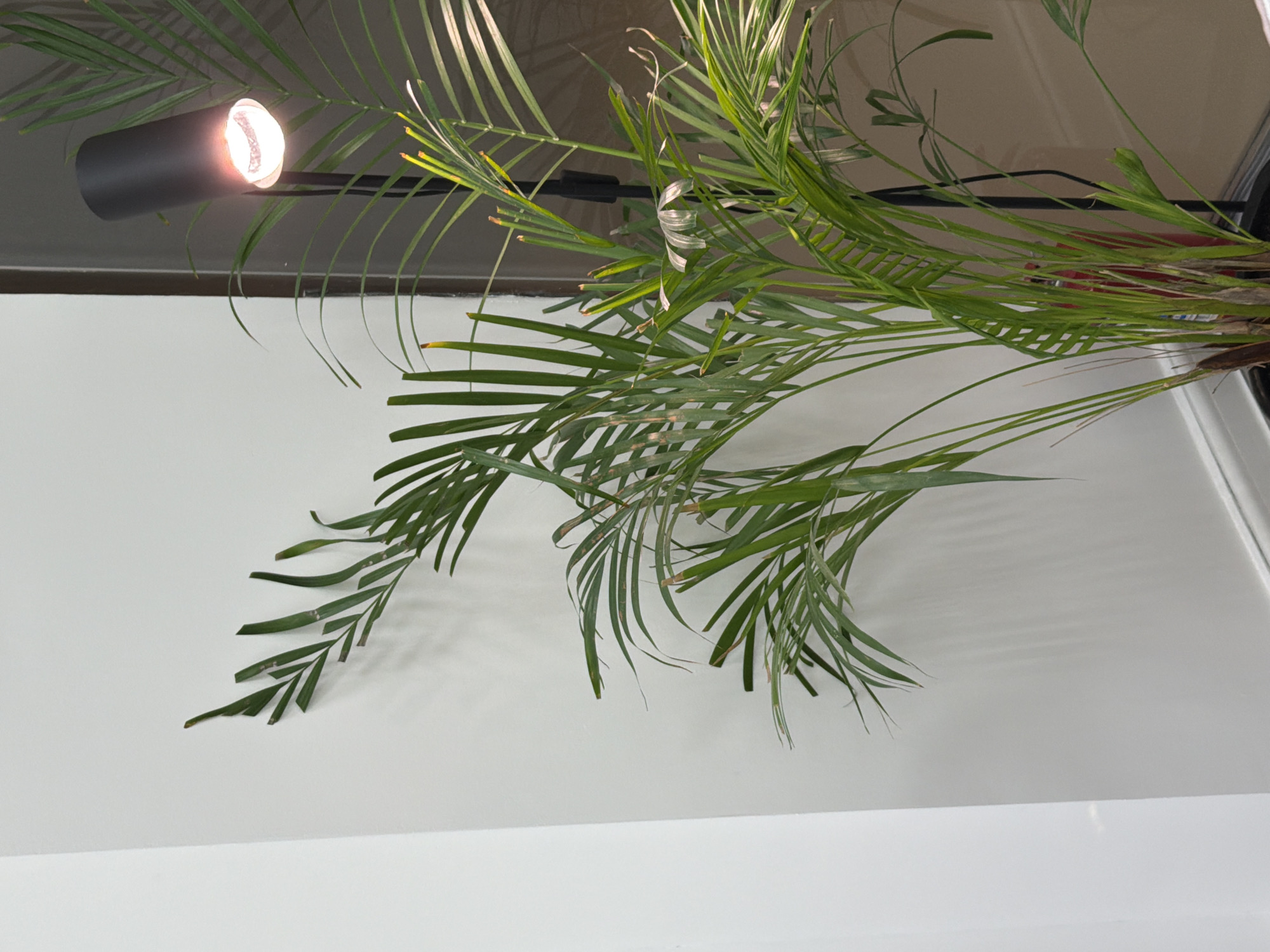 The image shows a close-up, upward angle view of green palm leaves against a white background. A cylindrical light fixture, with a bright, focused beam, is visible in the upper left corner. The context and location in Moscow, Russia are not evident from the image.