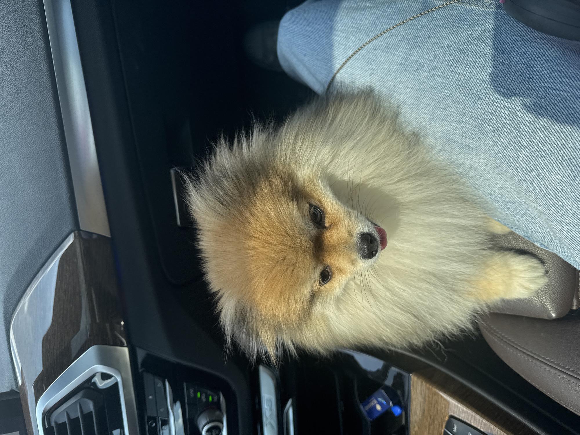 The image depicts the interior of a vehicle, specifically a BMW X5, as indicated by the "X5" emblem visible on the silver trim below the air vent in the cropped view. The main subject is a small, light brown and cream-colored Pomeranian dog with voluminous fur, positioned in the passenger seat area. The dog is looking downwards and slightly to the left, with its tongue slightly extended. Its front paws rest on a dark brown leather car seat.
A person's leg is visible on the right side of the frame, wearing light blue denim jeans. The dog is situated next to or on the person's lap/thigh. A thin, silver-toned chain is draped across the denim fabric.
The car's interior features a dark-colored dashboard with textured surfacing and a dark brown, glossy wood-grain trim panel on the passenger side. Silver-colored metallic trim accents an air vent and surrounds controls on the center console. Climate control knobs with illuminated green indicators are visible. A portion of the iDrive controller with "MAP" labeling is also discernible on the center console, alongside a small blue object, possibly an electronic device or accessory.
Based on the visual information provided within the image, there are no discernible landmarks, street signs, or environmental indicators to forensically confirm the specific location as the city of Sofia, Bulgaria. The setting is generally consistent with a modern vehicle interior.