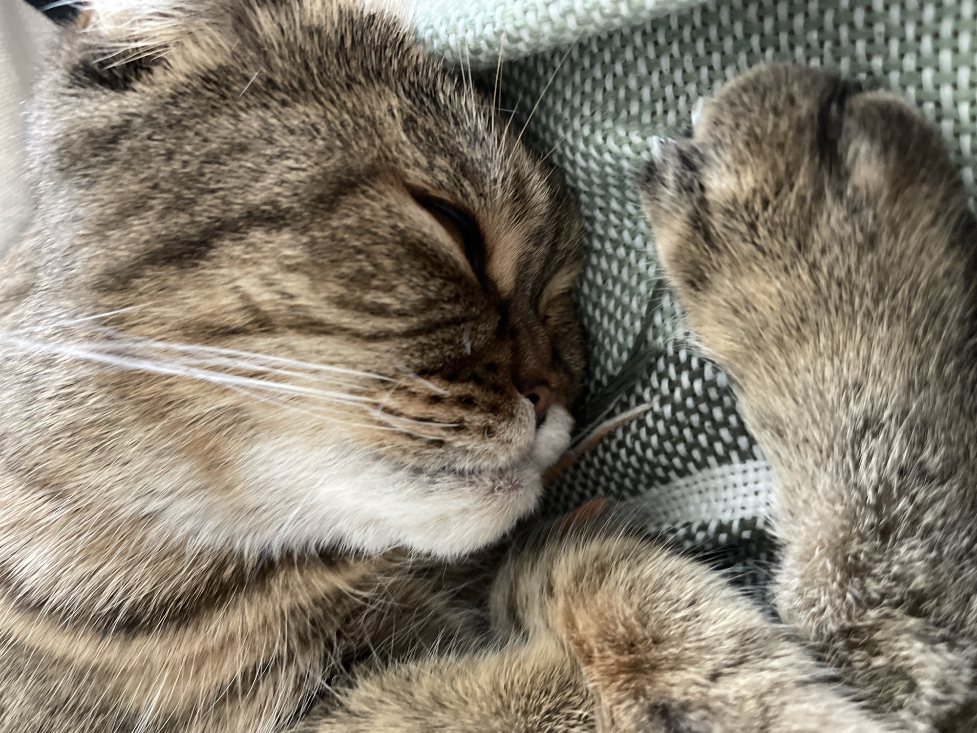 The image is a close-up, high-angle shot of a tabby cat sleeping on a textured, green and white patterned blanket. The cat's head is resting on its paws, and its eyes are closed. Its fur is a mix of brown, black, and white stripes. The blanket appears to be made of a soft material, possibly knitted or woven. The scene is indoors, with no specific urban details visible to indicate a location in Dzerzhinsk, Russia.