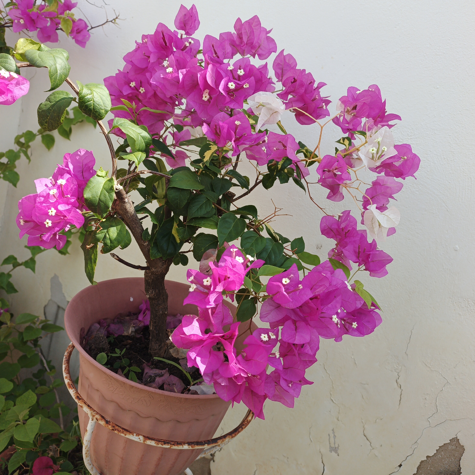 The image shows a potted bougainvillea plant with bright pink and some white flowers. The plant is in a brown pot with a rusty metal stand. The pot is filled with soil and some fallen pink flowers. The background is a white wall with cracked and peeling paint. The image was taken in Tinaquillo, Venezuela.