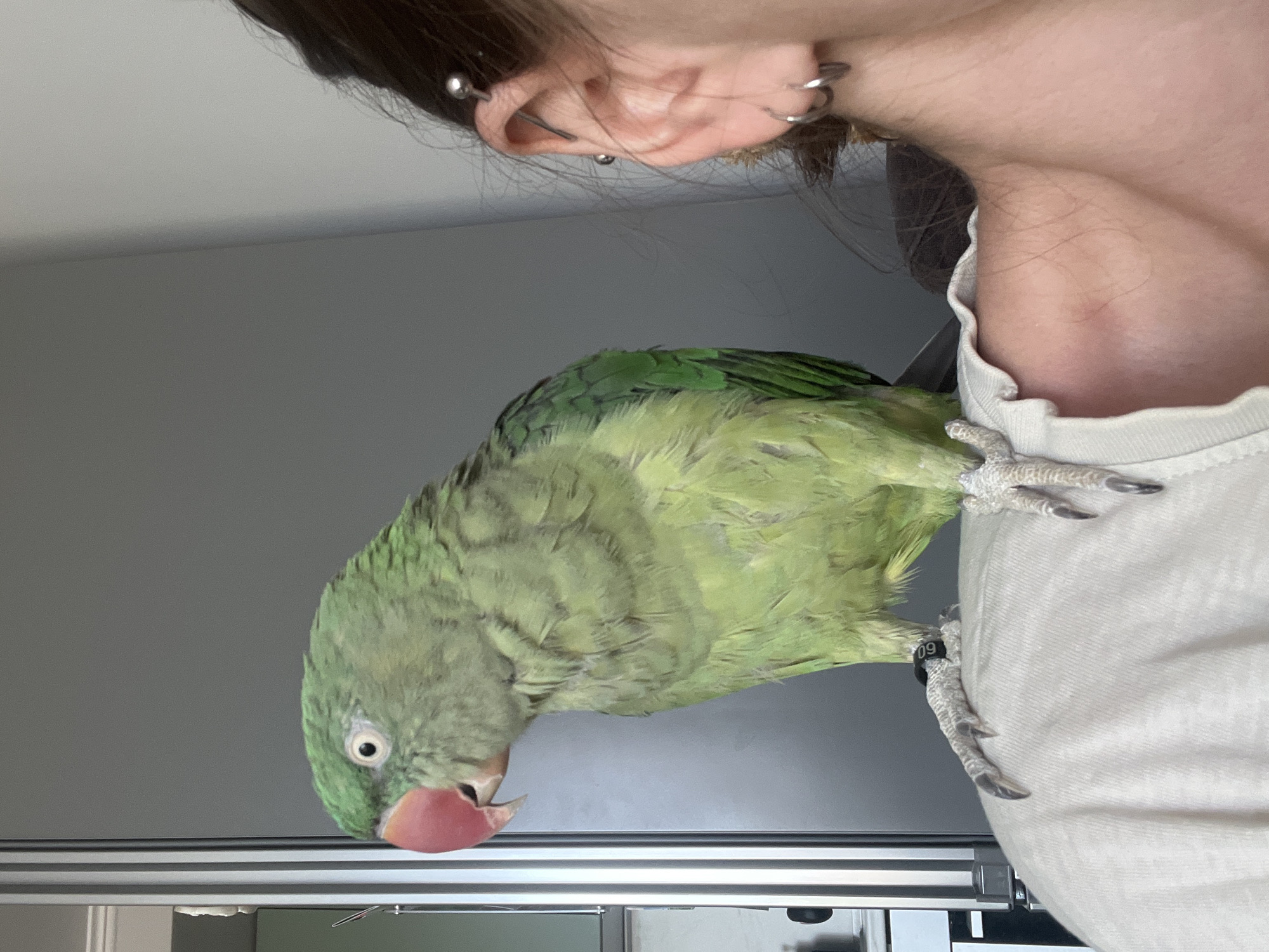 A green parrot with a pink beak is perched on a person's shoulder. The parrot is facing left and looking away from the camera. The person has dark hair and multiple ear piercings. The background is a plain gray wall with a vertical white and silver object on the left side. The image appears to be taken indoors. There is no information about the location in Pazardzhik, Bulgaria.