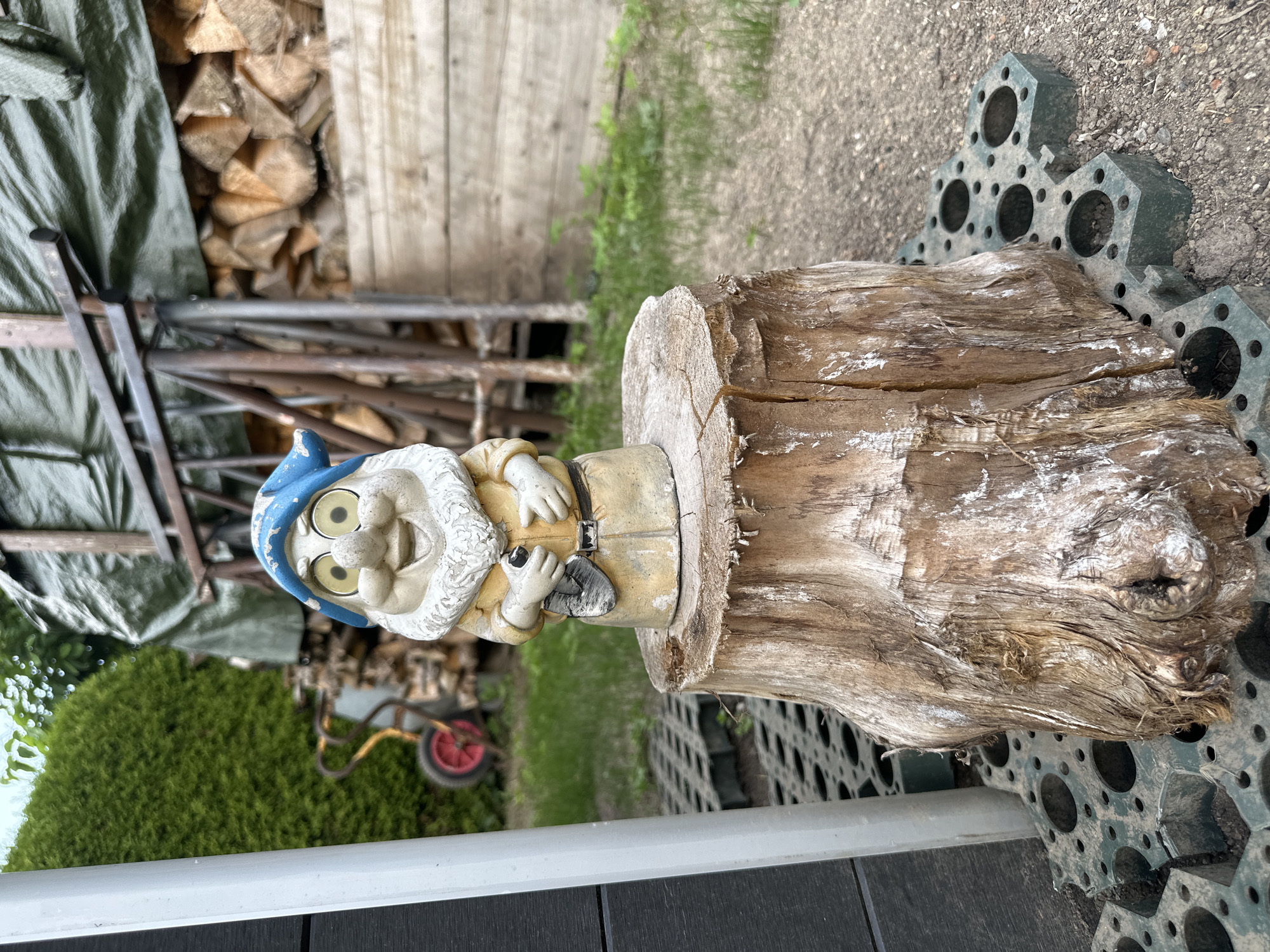 A garden gnome statue stands on a weathered tree stump in an outdoor setting. The gnome, dressed in a yellow tunic and a blue hat, has a white beard and is holding a small tool. The tree stump is surrounded by green hexagonal garden paving stones. In the background, a stack of firewood is visible, covered partially by a green tarp. To the left, a green hedge and a section of a dark gray wall are present, with a wheelbarrow visible in the distance behind the hedge. The ground is a mixture of dirt and gravel. The image was taken in Chemnitz, Germany.