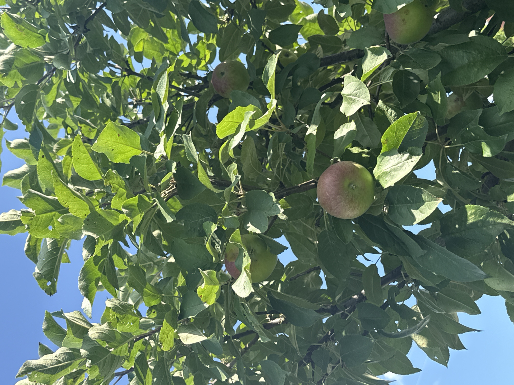 In Arzyanka, Russia, an apple tree is laden with ripening fruit, its branches heavy with green and red apples. The leaves are a vibrant green, some showing signs of natural wear and tear, interspersed with the dappled sunlight. The bright blue sky serves as a backdrop, peeking through the foliage. The image captures a serene, natural scene, indicative of late summer or early autumn in a rural setting. There are no people or animals visible in the frame.