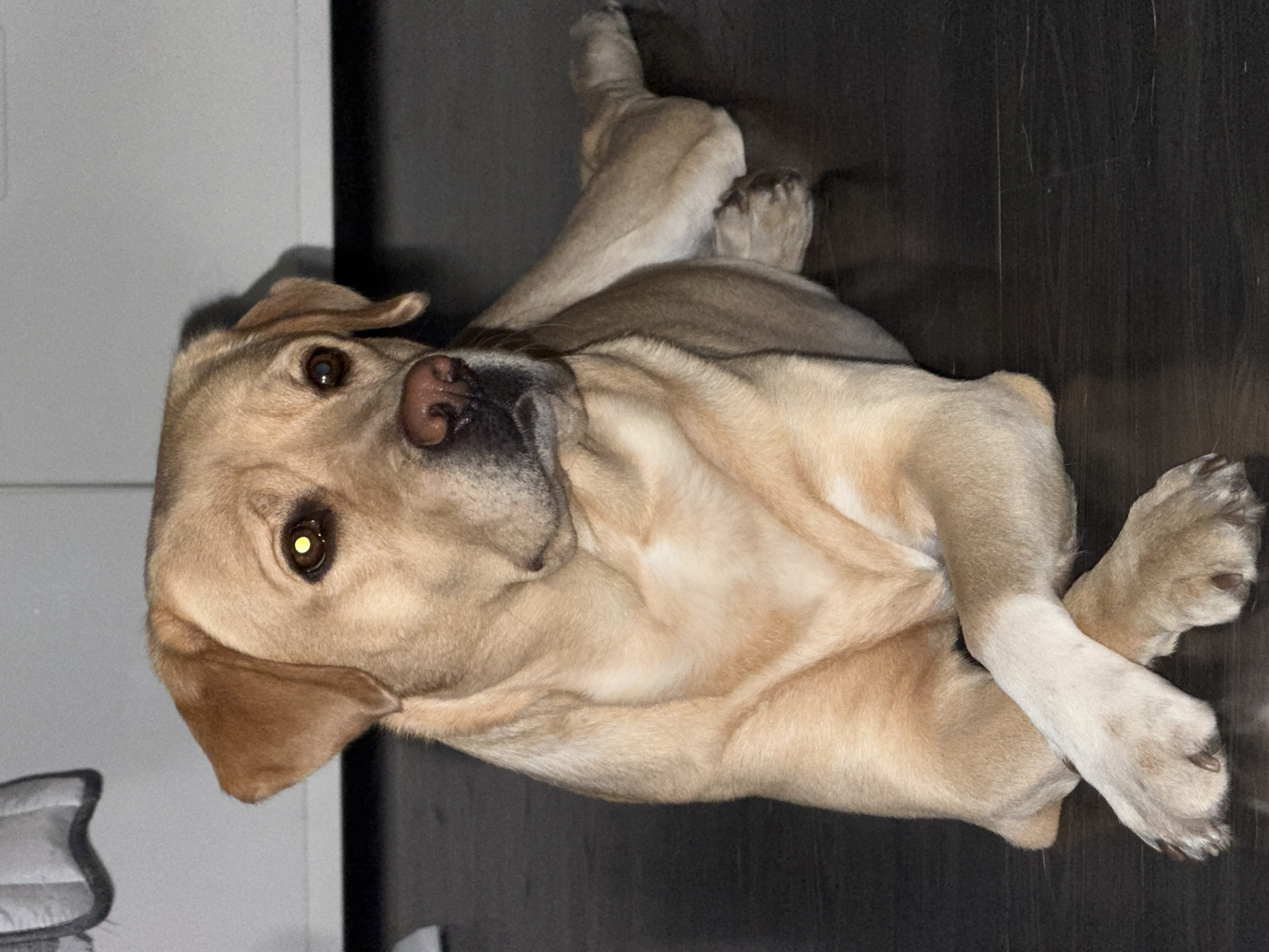 A medium shot captures a fawn-colored Labrador Retriever lying on a dark, reflective floor. The dog's front paws are crossed, and its body is positioned to the right of the frame. The dog's head is turned towards the viewer, with its eyes open and a slight glint of light visible in its left eye. The background is out of focus, with a suggestion of white cabinetry or furniture behind the dog. The lighting is dim, creating a sense of interior space.