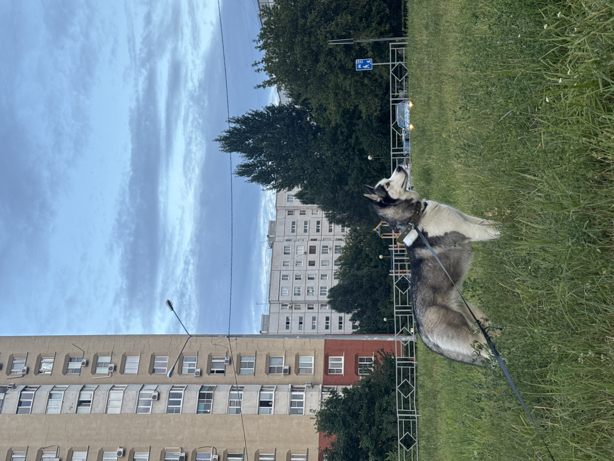 A husky dog stands in tall green grass on a cloudy day in Tolyatti, Russia. The dog, facing right, has black and white fur, blue eyes, and is wearing a collar and a leash. In the background, there are several multi-story apartment buildings, trees, a street light, a street sign indicating pedestrian crossing, and some cars. The sky is overcast with layered clouds.