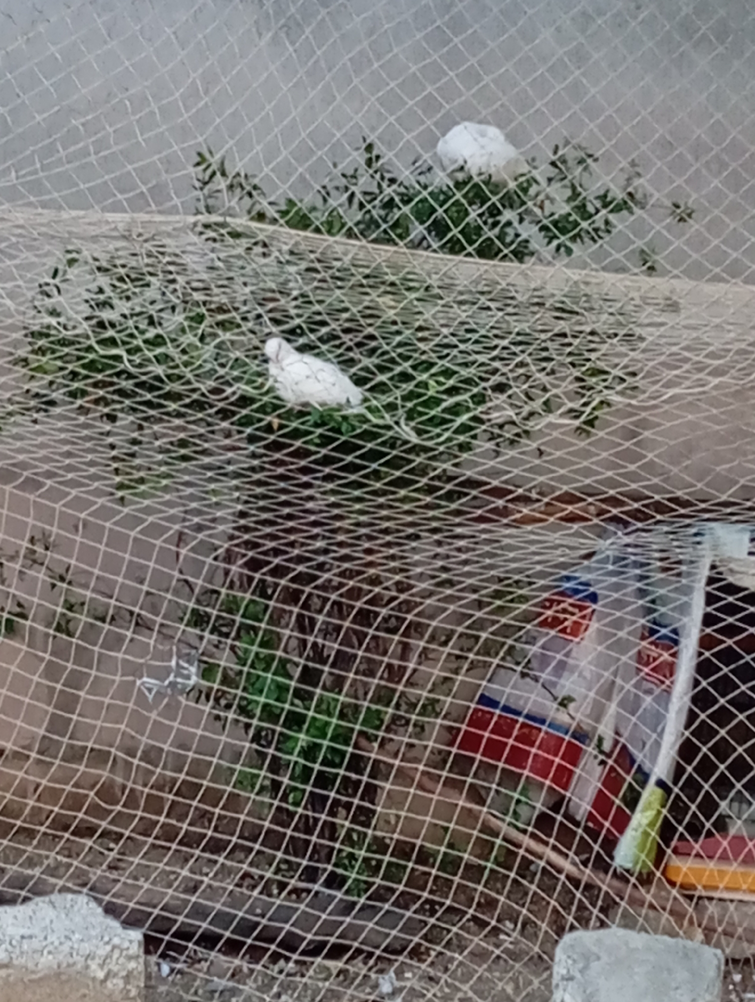 In an outdoor environment, two white birds are perched within a lush green bush. The bush is partially enclosed by a net fence made of white mesh. The background appears to be a textured wall. The lower portion of the image shows a concrete surface and some plastic containers. One bird is more clearly visible in the middle of the bush, while the second bird is in the upper right of the frame, partially obscured by leaves.