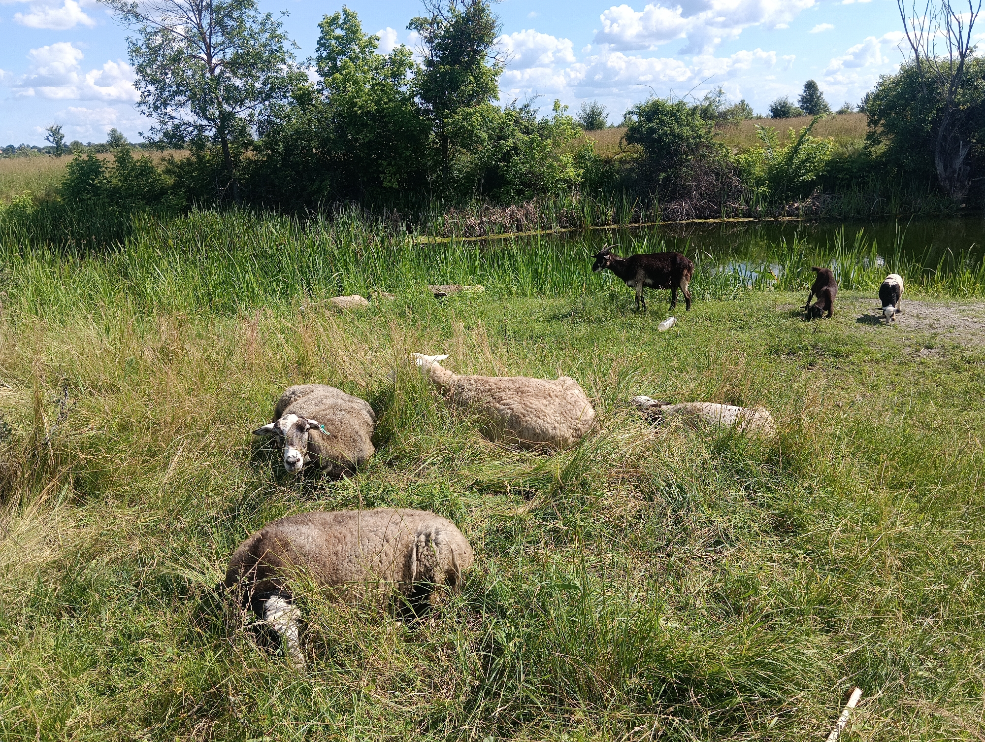 In a grassy field, several sheep and goats are scattered near a pond. Three sheep are resting in the foreground, with one facing the camera. In the middle ground, a light-colored sheep lies down, while two goats stand and play near the edge of the pond. The environment is lush with green grass and reeds surrounding the water. Trees and bushes form a backdrop to the scene, with a cloudy blue sky overhead.