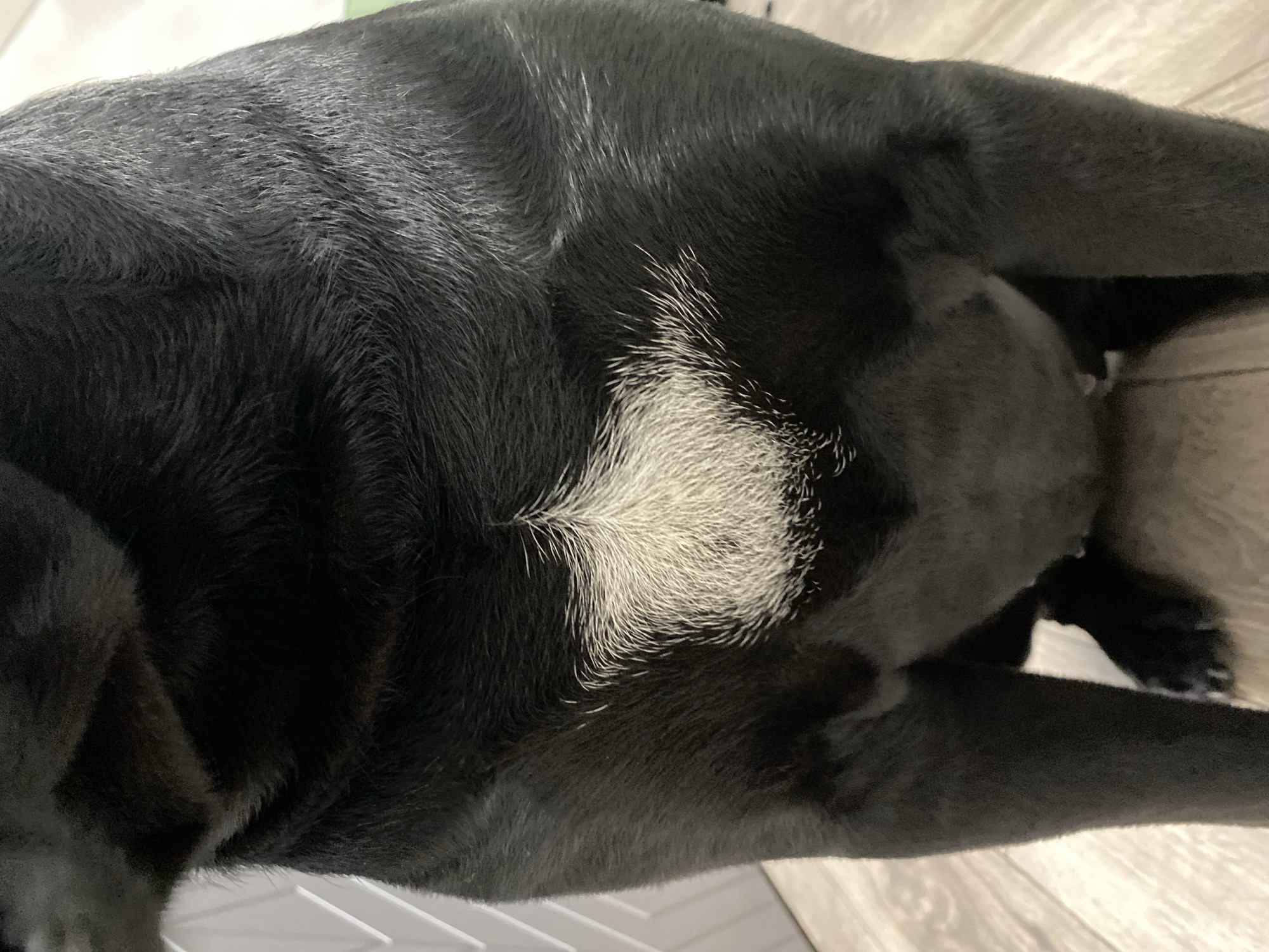 A close-up, waist-up shot shows the torso and front legs of a dark-colored dog. The dog's fur is predominantly black, with a distinct, lighter-colored patch of fur on its chest. This patch is roughly star-shaped and appears to be composed of white or very light grey hairs that stand out against the darker fur. The lighting is somewhat dim, and the background is out of focus, suggesting an indoor setting. The dog is sitting on a wooden floor. The image is a static portrait focusing on the dog's chest marking.