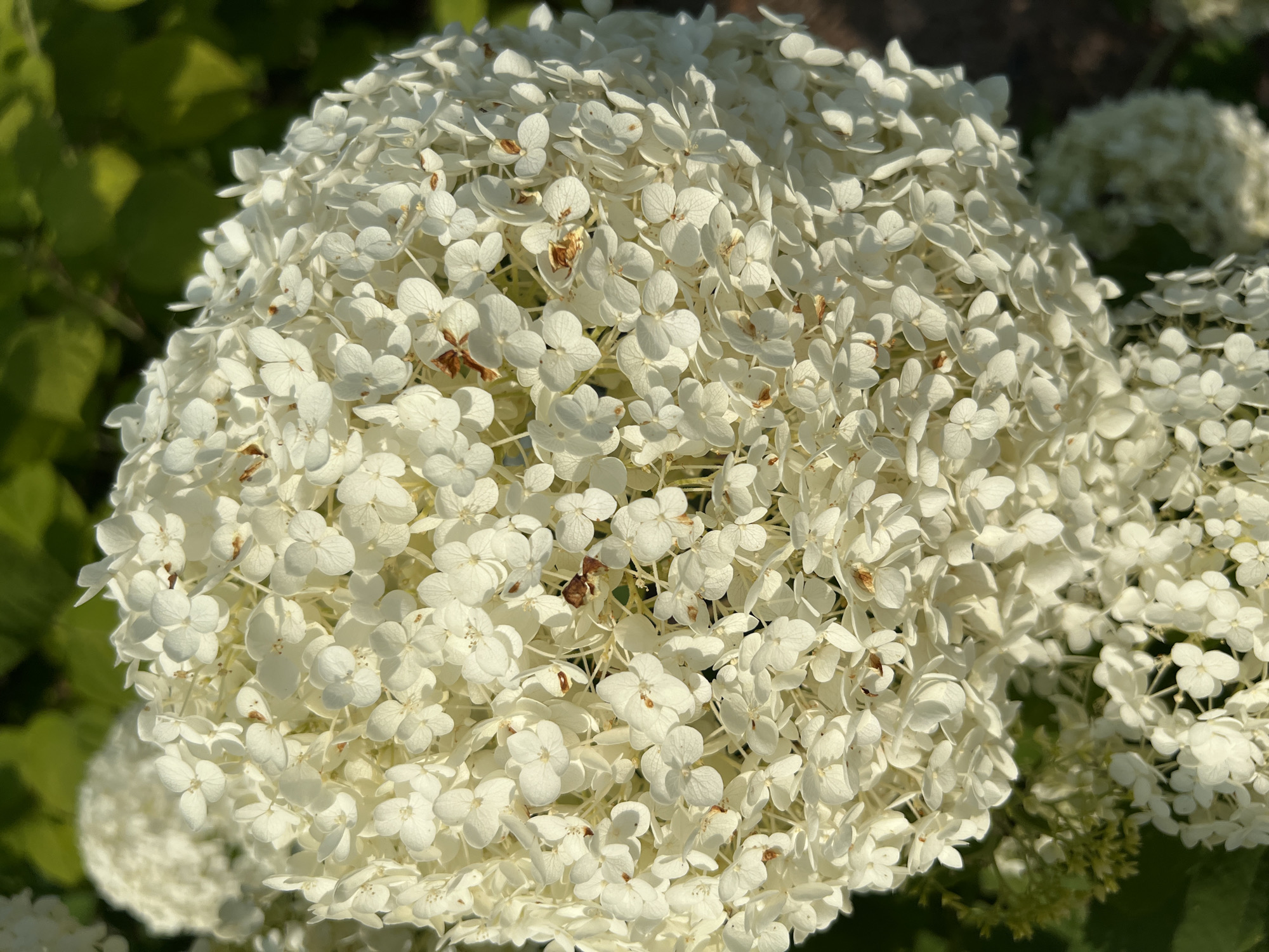 This is a close-up, eye-level, vertical, medium shot of a large, spherical white hydrangea flower. The flower is composed of many small, delicate white florets, some with brown tips, clustered tightly together. The background is blurred, with green leaves and some darker shadowed areas. There are no people visible in the image, and no specific location within Náchod, Czechia can be identified. The lighting suggests it is daytime, possibly late afternoon, with sunlight illuminating the flower.