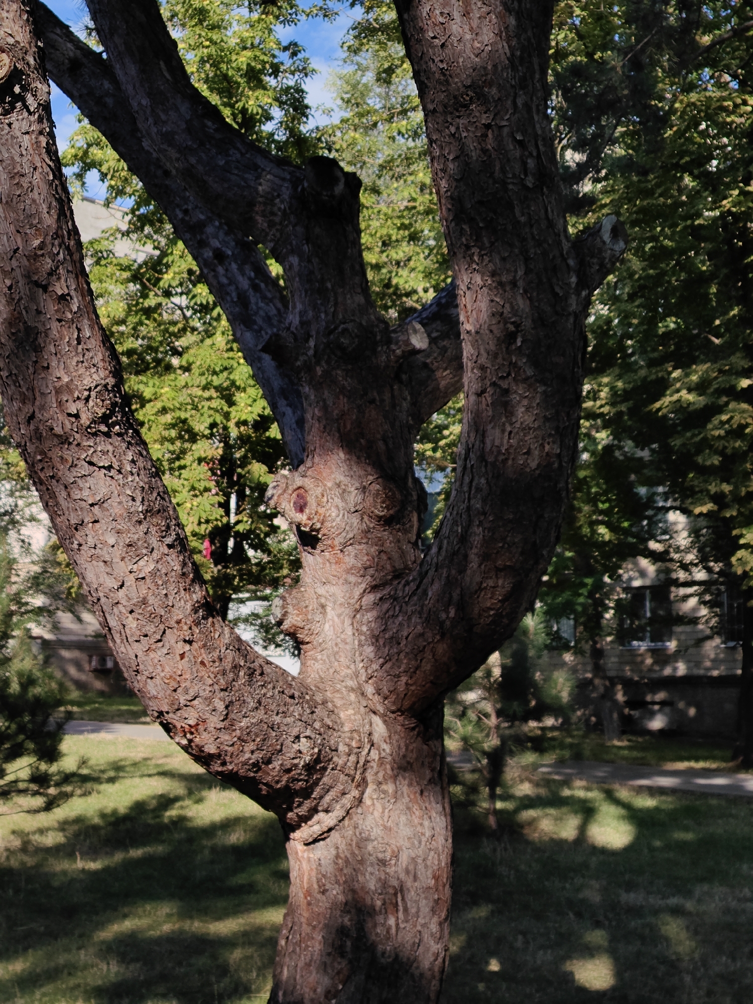 The image shows a close-up of a tree trunk with a rough, textured bark, appearing to be in an outdoor urban setting. The tree branches out into several thick limbs, one of which is to the left and another splits into two in the center and to the right. The background reveals green foliage of other trees, a building with windows and brickwork, and a grassy area with shadows cast by the trees. The lighting suggests it is daytime, possibly late afternoon due to the dappled sunlight. There are no people or specific actions depicted in the image. The scene is consistent with a park or a residential area with mature trees. The location is identified as Tiraspol, Moldova.