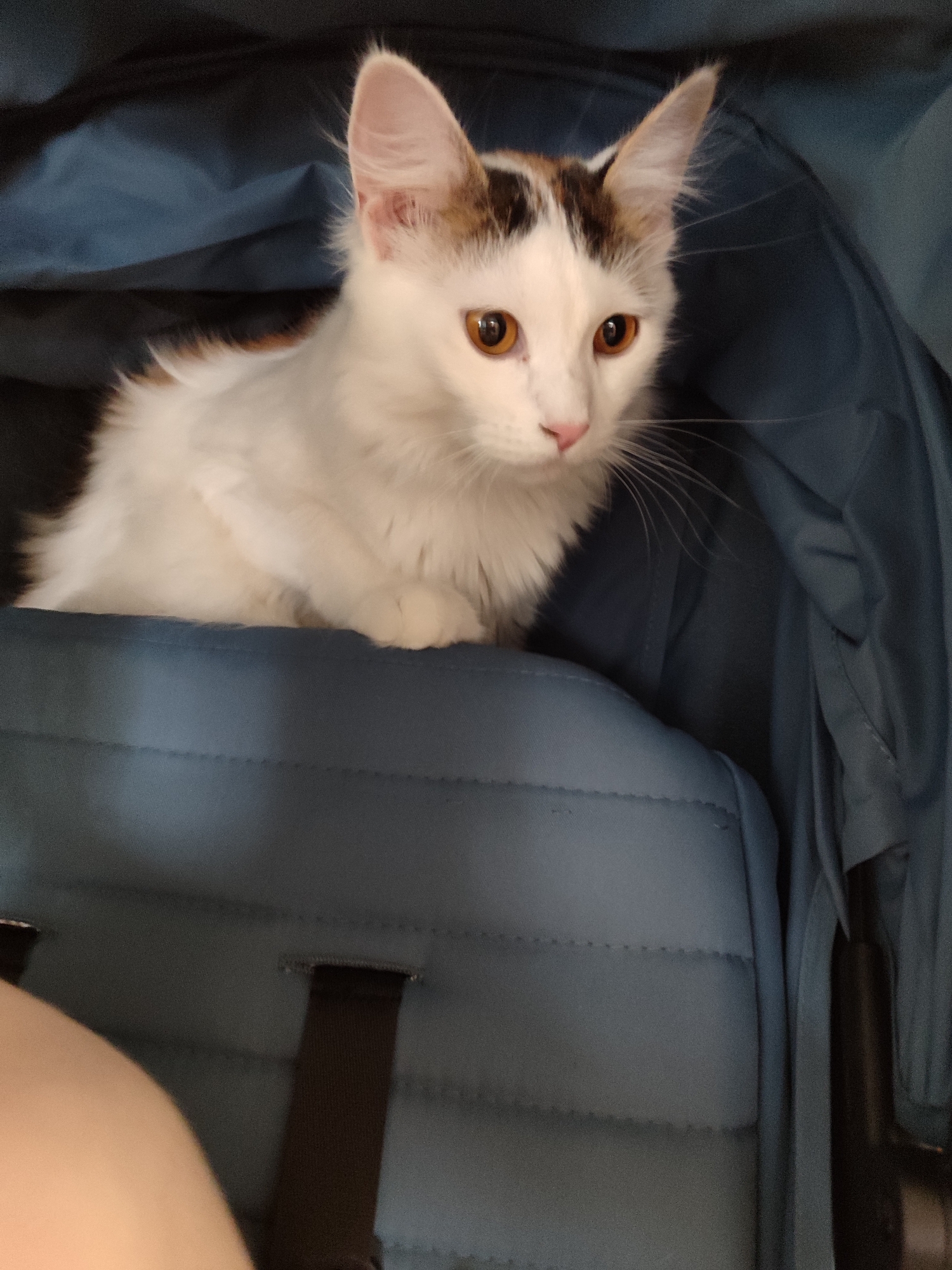 A fluffy, white cat with distinct brown and black patches on its head and back is seen sitting inside a blue fabric pet carrier or stroller. The cat has prominent, upright ears, a small pink nose, and striking amber-orange eyes that gaze towards the right side of the frame with an alert or curious expression. Its delicate white whiskers are visible. The cat's front paws are tucked beneath its body, resting on the padded, quilted surface of the carrier. The background consists of the dark blue, folded fabric of the carrier, indicating an enclosed and cozy space. In the lower-left corner, a curved, light-skinned human limb is partially visible, suggesting the presence of an individual interacting with the cat. The indoor lighting illuminates the cat's features and its soft fur. There is no visible text in the image. The scene is set in Izhevsk, Russia.