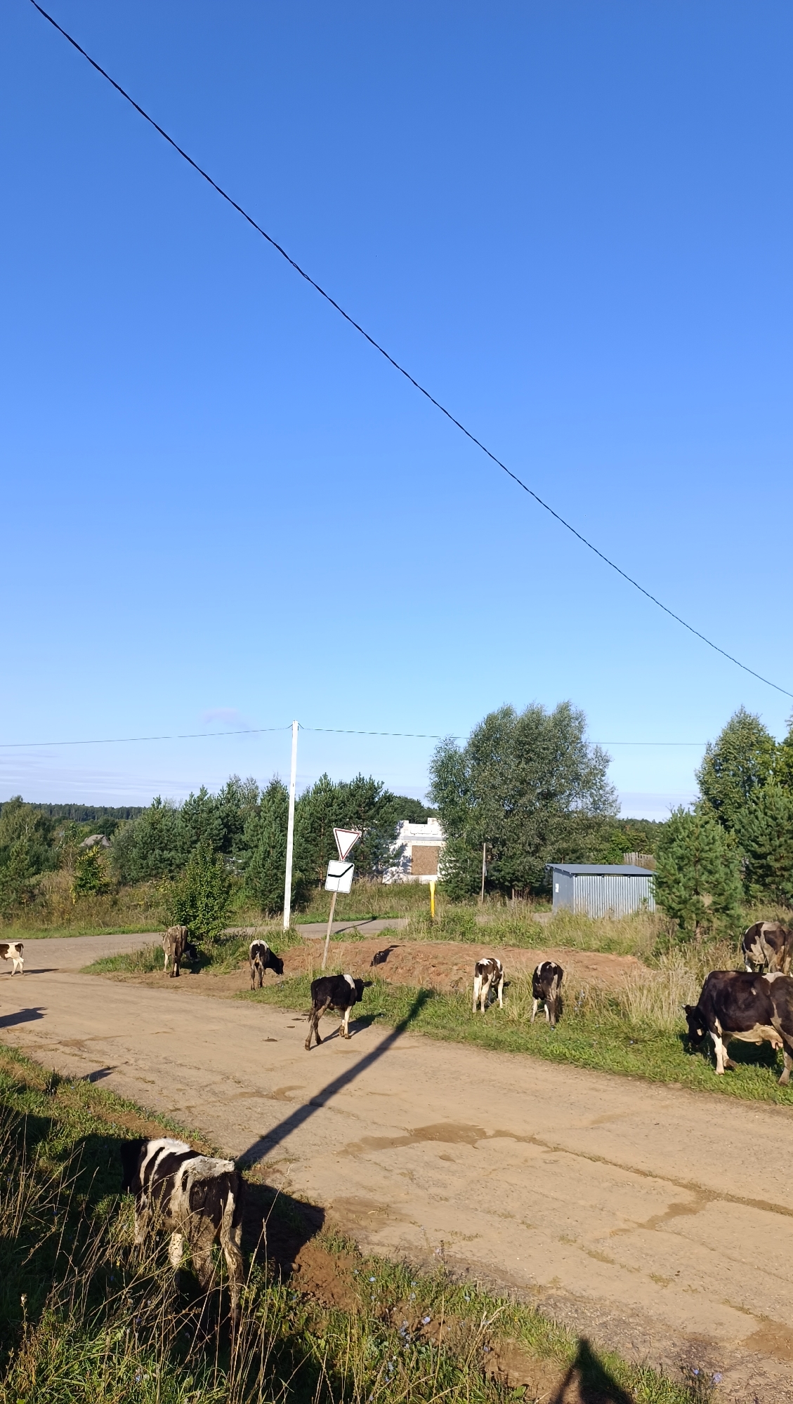 A rural scene in Karsha, Russia, features a dirt road with several cows grazing on the grassy verges and crossing the road. The sky is clear blue. In the background, there is a dense forest, a few scattered buildings, a metal shed, and a utility pole with traffic signs. A thin black wire stretches diagonally across the upper portion of the frame.