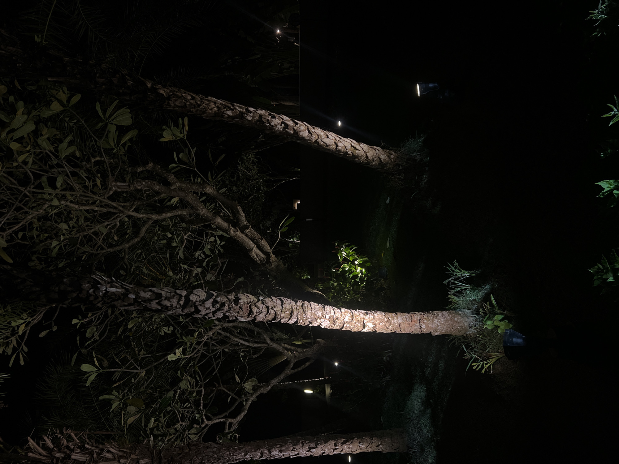 The image depicts a nighttime scene in what appears to be an outdoor area in Kuta Selatan, Indonesia, featuring three trees. The trunks are visible and oriented horizontally across the frame, illuminated by lights placed on the ground. Vegetation, including leaves and branches, is visible around the trees. The background is dark, with other lights faintly visible in the distance. No people are visible. The overall environment suggests a garden or landscaped area at night.