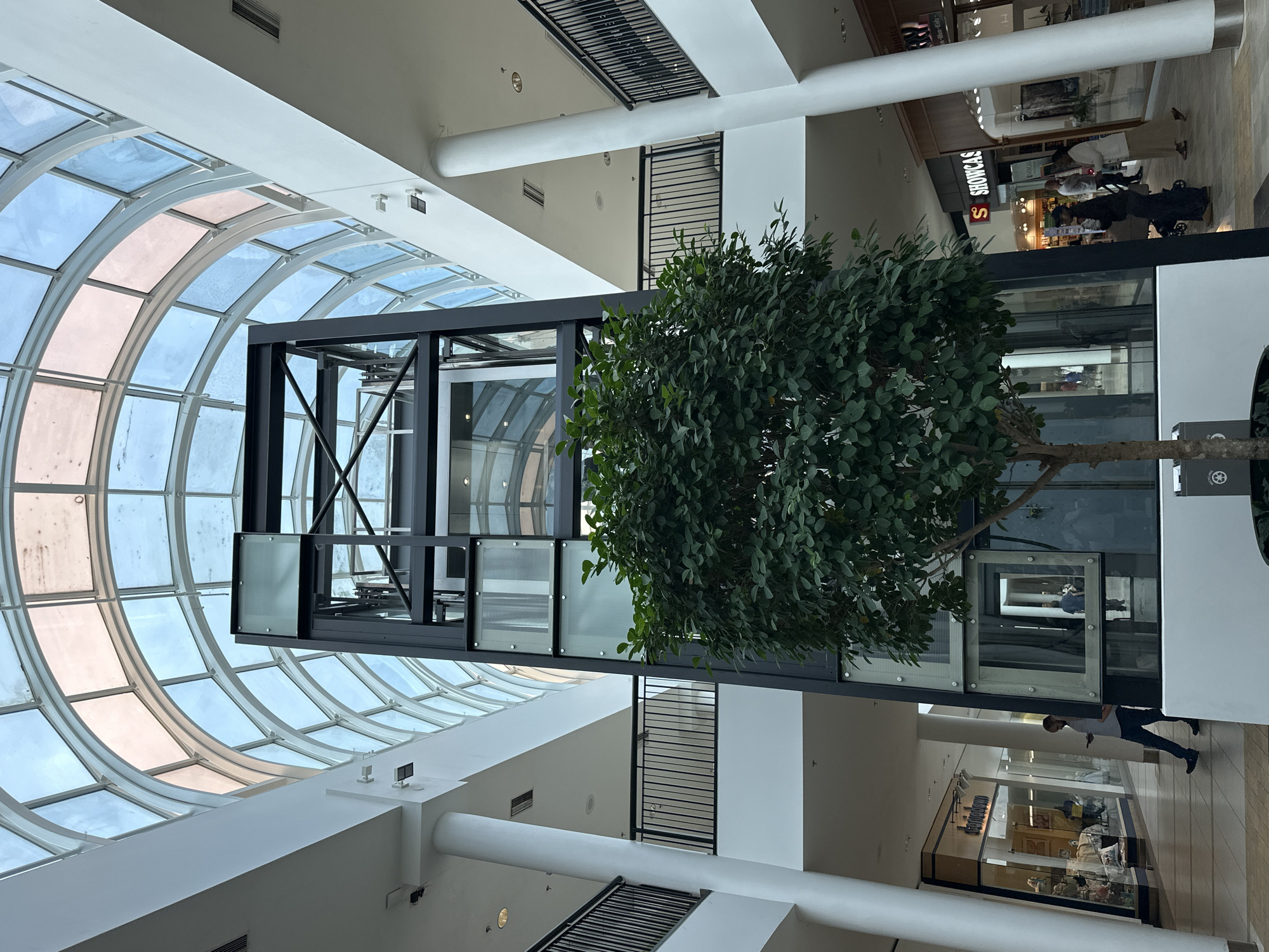 The image depicts the interior of a shopping mall with a large glass atrium ceiling. A central, black metal elevator shaft with glass panels is the focal point, surrounded by a potted tree with lush green foliage. The mall has multiple levels with white pillars and railings visible on the upper floors. Shops with signage, including "SHOWCASE," are seen lining the ground floor. Several people are present, including one man walking with a mobile phone and a group of individuals near the "SHOWCASE" store. The environment appears to be a well-lit indoor public space. Based on the presence of "SHOWCASE" which is a chain of stores originating in Canada, and the architectural style, this could potentially be a mall within the city of Burnaby, Canada.