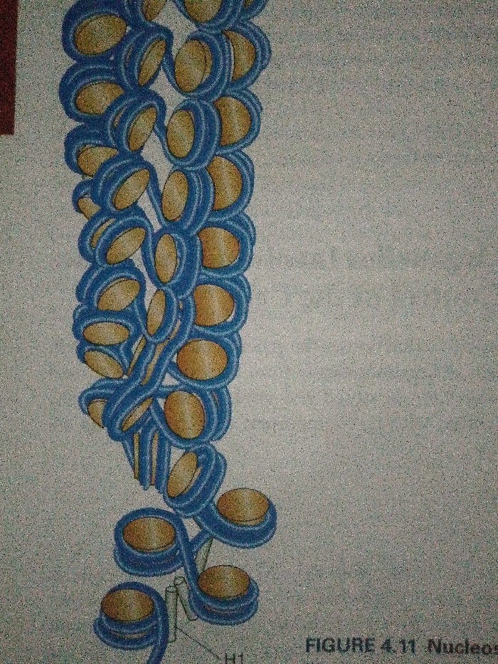 The image depicts a diagram of a nucleosome structure. The structure features a DNA strand coiled around histone proteins, appearing as golden, rounded beads. These nucleosomes are linked together by linker DNA, represented by blue. The structure is labeled as "FIGURE 4.11 Nucleos." Additionally, "H1" is labeled, marking the histone H1 protein involved in chromatin condensation. The overall structure forms a chromatin fiber.