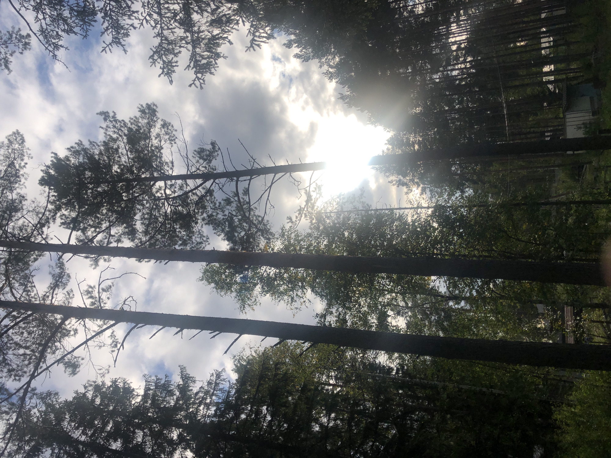 The image depicts a view looking upwards through tall pine trees towards a cloudy sky with the sun partially obscured by clouds, creating lens flare. The forest is dense with a mixture of evergreen and deciduous trees. In the background, through the trees, some structures including a small building with a blue door and a roofed bench are visible, suggesting a rural or semi-rural setting. This scene is located in the city of Arfa, Russia. There are no people visible in the image.