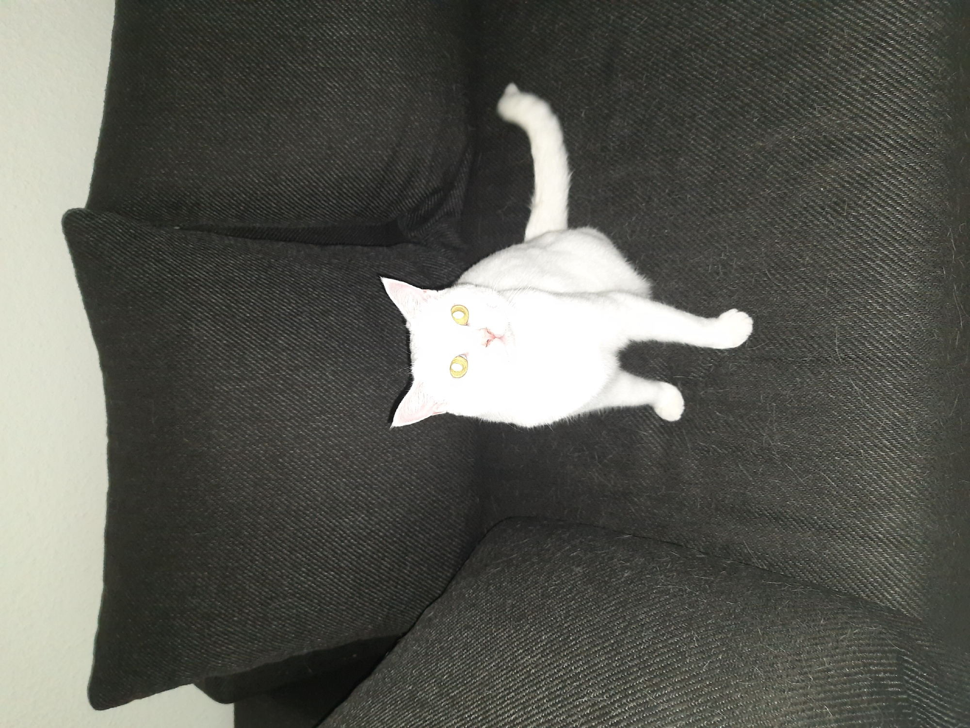A white cat with bright yellow eyes sits on a dark grey sofa in what appears to be a domestic setting. The sofa has textured fabric and is adorned with dark grey cushions. The background is a plain white wall. The scene does not provide any specific information that would indicate its location within the city of Bassum, Germany.