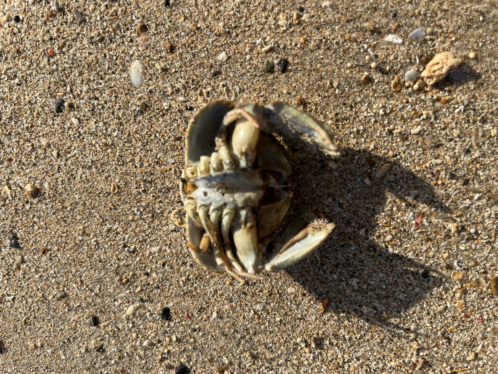 A dead crab lies on a sandy beach in Kuta Selatan, Indonesia. The crab is upside down, with its legs and claws exposed. The sand is coarse and a mixture of light and dark grains, with small shells and pebbles scattered throughout. A shadow of the crab is cast on the sand to its left. The lighting suggests it is daytime.
