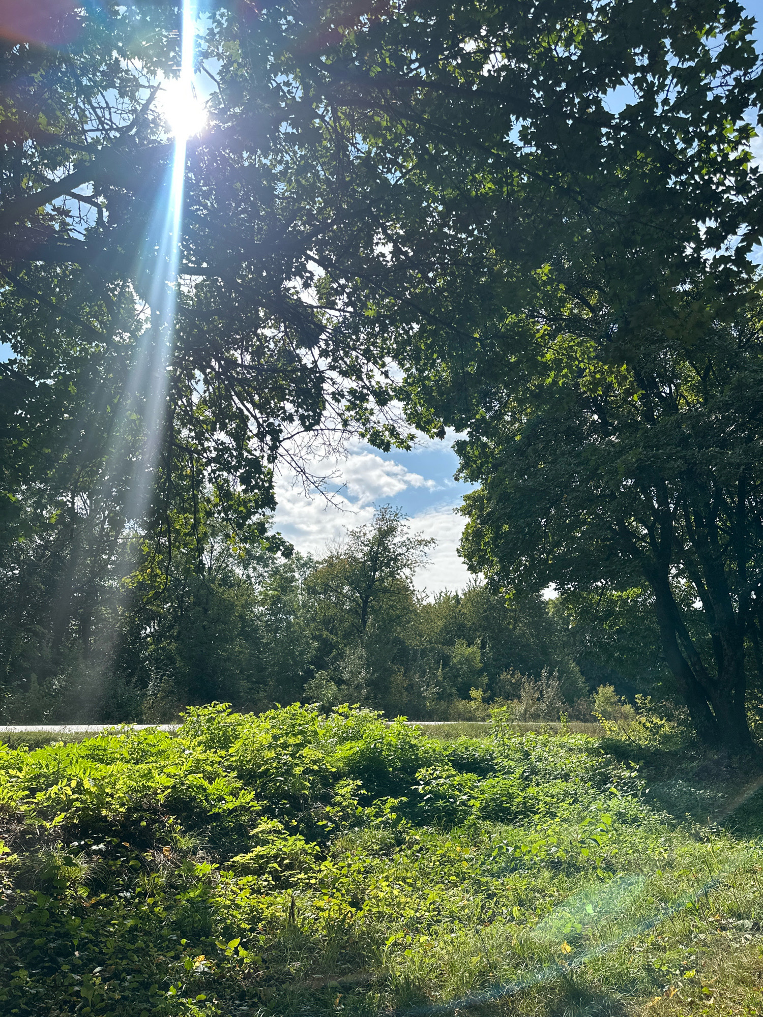 The image captures a sun-drenched landscape with lush green foliage dominating the foreground and midground. Tall trees with dense canopies frame the scene, allowing bright sunlight to filter through, creating rays of light that illuminate the leaves and the sky. The sky is a vibrant blue with scattered white clouds. A road is visible in the midground, stretching horizontally across the frame, bordered by the abundant green vegetation. The overall impression is one of a natural, sunny environment. The location is specified as Shatava, Ukraine, suggesting a rural or semi-rural setting.