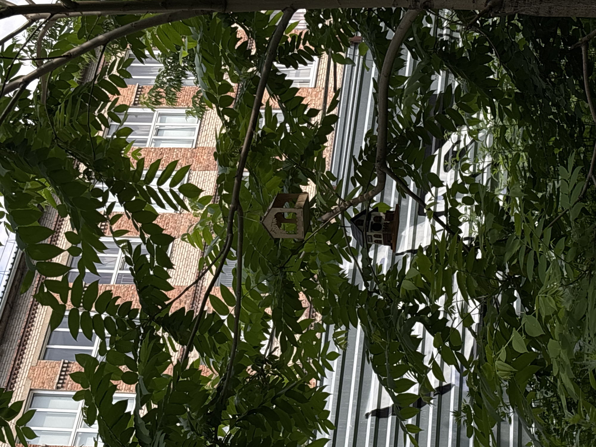 In Novosibirsk, Russia, an outdoor scene features a tree with dense green foliage in the foreground, partially obscuring a multi-story brick building with numerous white-paned windows. A metal corrugated structure is visible below the building, and two wooden birdhouses are suspended from the tree branches. The lighting suggests it is daytime.