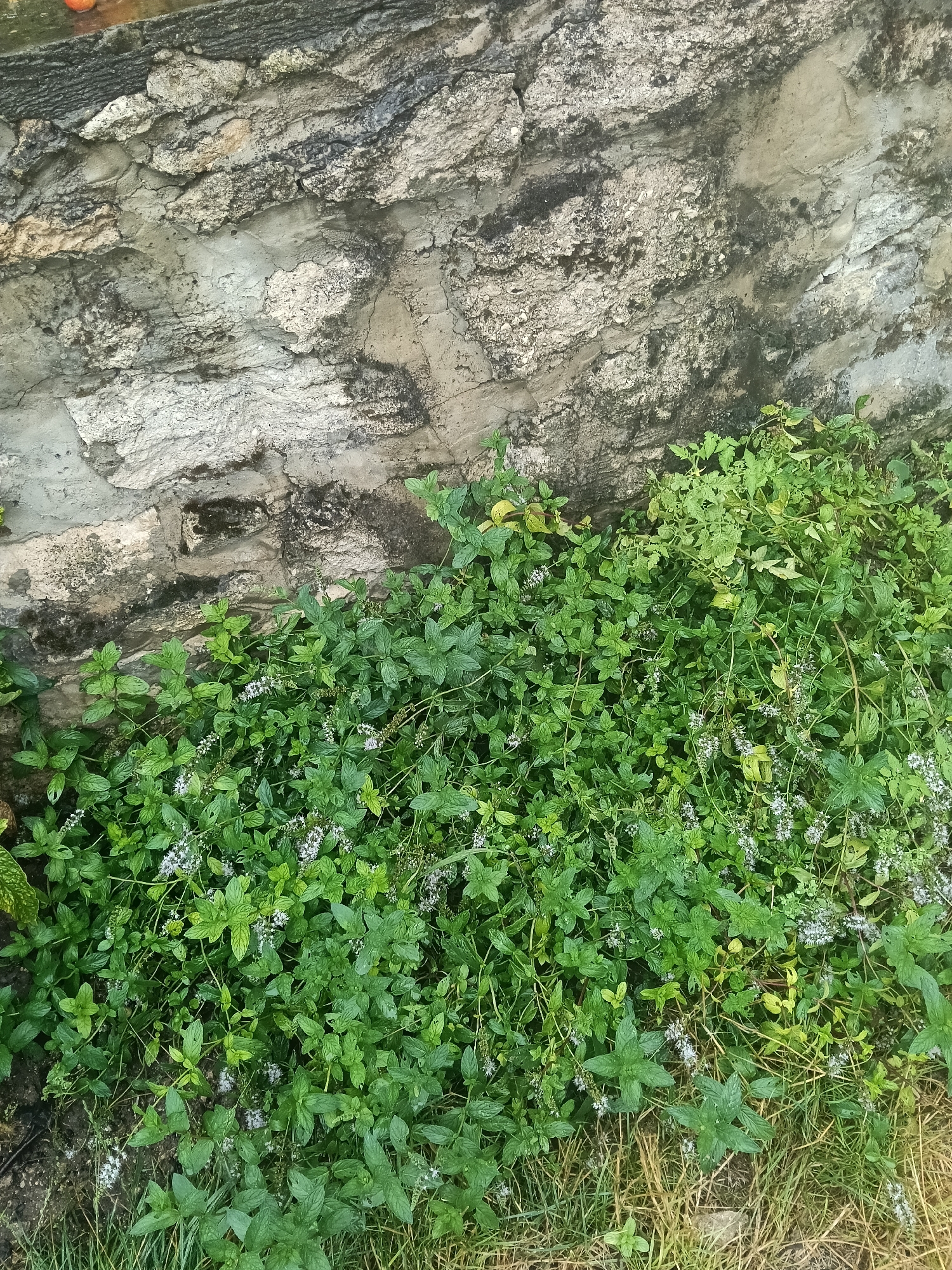 The image depicts a section of an old, weathered stone wall with patches of moss and dark discoloration. In front of the wall, a dense growth of green leafy plants, some bearing small white flowers, covers the ground. The vegetation appears lush and somewhat overgrown. The overall scene suggests an outdoor setting, likely in a garden or naturalized area, with the wall providing a backdrop to the plant life. The location in Rybnitsa, Moldova, indicates an Eastern European context for this scene.