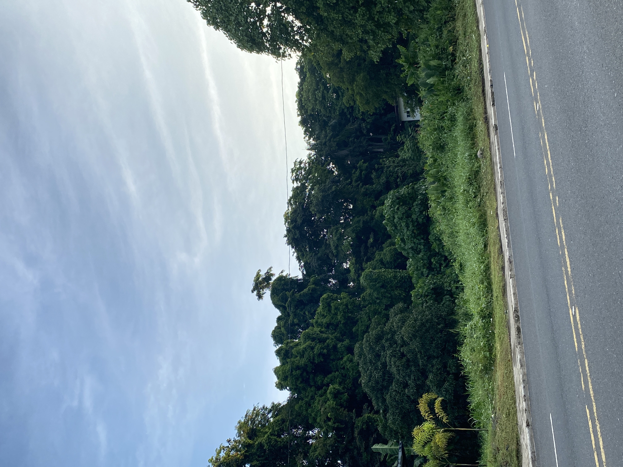 The image depicts a roadside scene in Davao City, Philippines, characterized by lush, dense vegetation that borders a paved road. The sky above is a pale blue with wispy white clouds, suggesting either early morning or late afternoon light. The road itself is asphalt, marked with yellow double lines and a single white line, indicating a two-way traffic flow. A concrete curb separates the road from a grassy embankment, which is overgrown with various types of grasses and plants.
Further beyond the embankment, a dense wall of green foliage dominates the landscape. This vegetation appears to be a mix of trees and shrubs, with some trees towering over others. The foliage is so thick that it obscures much of what lies behind it, though a small, white building with a simple structure is partially visible nestled within the greenery towards the right side of the image. To the left of the dense foliage, two small palm-like plants with yellowing fronds are visible. Power lines are strung across the upper portion of the scene, stretching from left to right above the trees. There are no people visible in the frame, nor any explicit signs of activity. The overall impression is one of a natural, somewhat untamed environment encroaching upon a man-made road infrastructure.