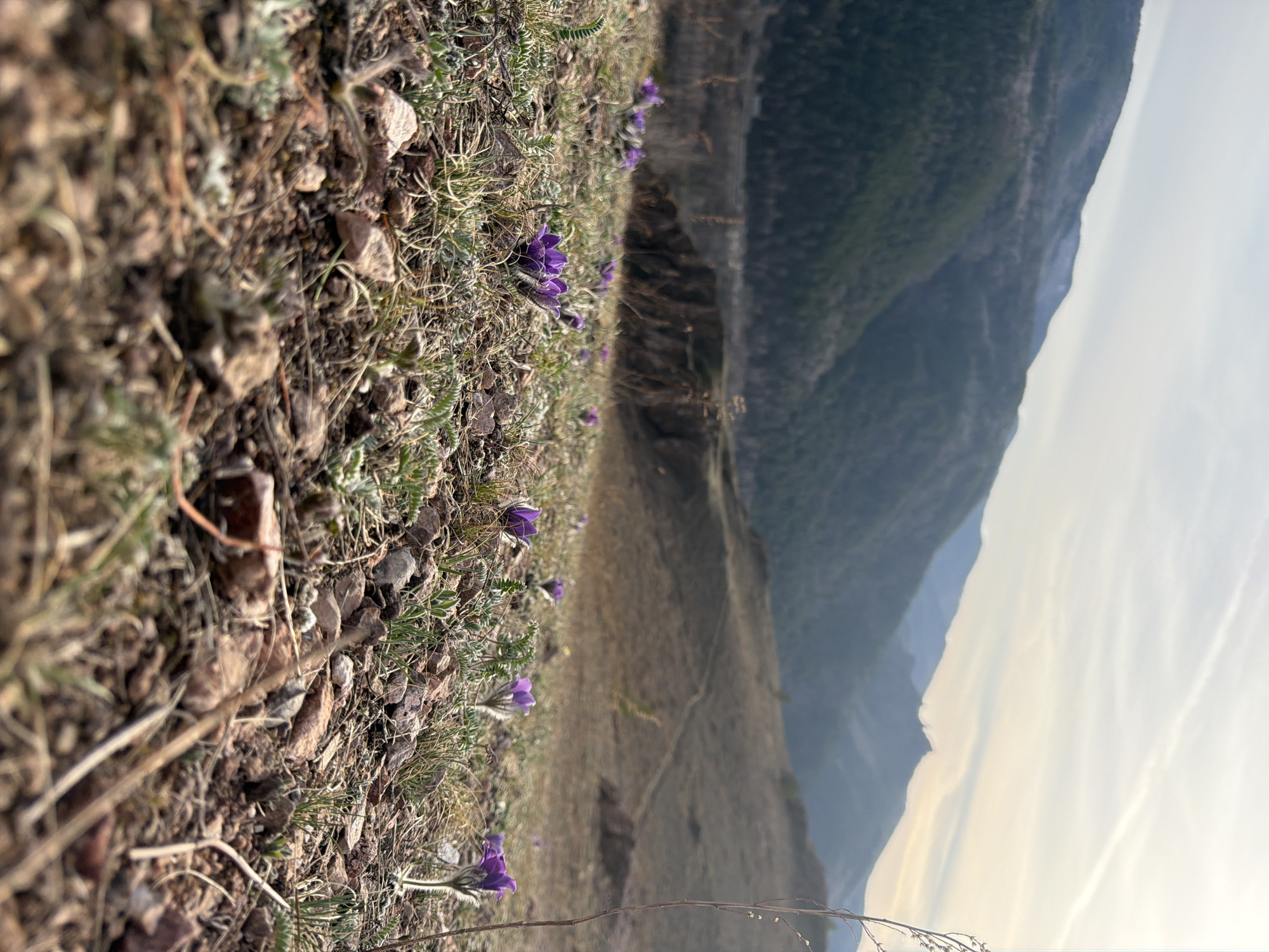 This image captures a rugged, natural landscape, likely in the mountainous regions near Krasnoyarsk, Russia. The scene is oriented vertically, with the foreground on the left, sloping down towards the right, and the distant mountains on the right.
In the immediate foreground, a rocky and sparsely vegetated ground is visible, covered with small stones, dry grass, and patches of greener, low-lying foliage. Scattered across this terrain are several vibrant purple flowers, likely Pulsatilla (pasqueflowers), characterized by their delicate petals and sometimes hairy stems. The perspective places the viewer close to the ground, emphasizing these early spring blooms.
Beyond the immediate foreground, a broad, gently sloping hillside extends into the midground, predominantly covered in dry, light brown grass. A faint, winding trail or path can be discerned snaking across this distant slope.
The background is dominated by imposing, dark green, forested mountains that rise steeply, suggesting a deep valley or canyon separating them from the viewer's position. The sky above the mountains transitions from a soft, warm glow near the horizon to a lighter, cloud-streaked blue further up, indicating either the soft light of sunrise or sunset.
There are no people or specific activities depicted in the image. The weather appears clear with some atmospheric haze and cirrus-like clouds in the sky. The overall impression is one of serene natural beauty in a remote, high-altitude environment. No visible text is present.