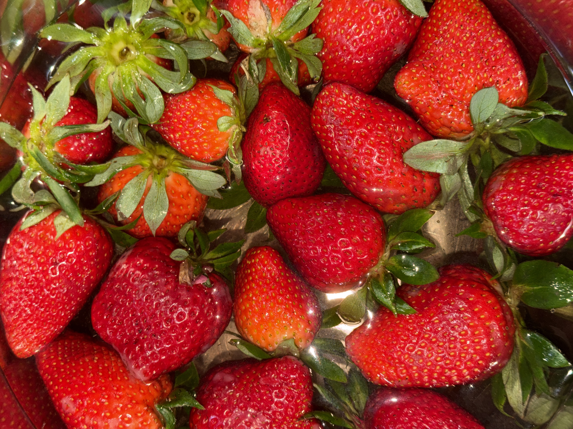The image shows a collection of fresh strawberries in a metal bowl, likely being washed. The strawberries are various shades of red, with green stems and leaves still attached. Some are fully red, while others have orange or yellow patches. There is water in the bowl, which gives some of the strawberries a glossy appearance. The close-up view suggests a domestic setting, possibly in a kitchen. There is no information in the image to suggest a location in Varna, Bulgaria.