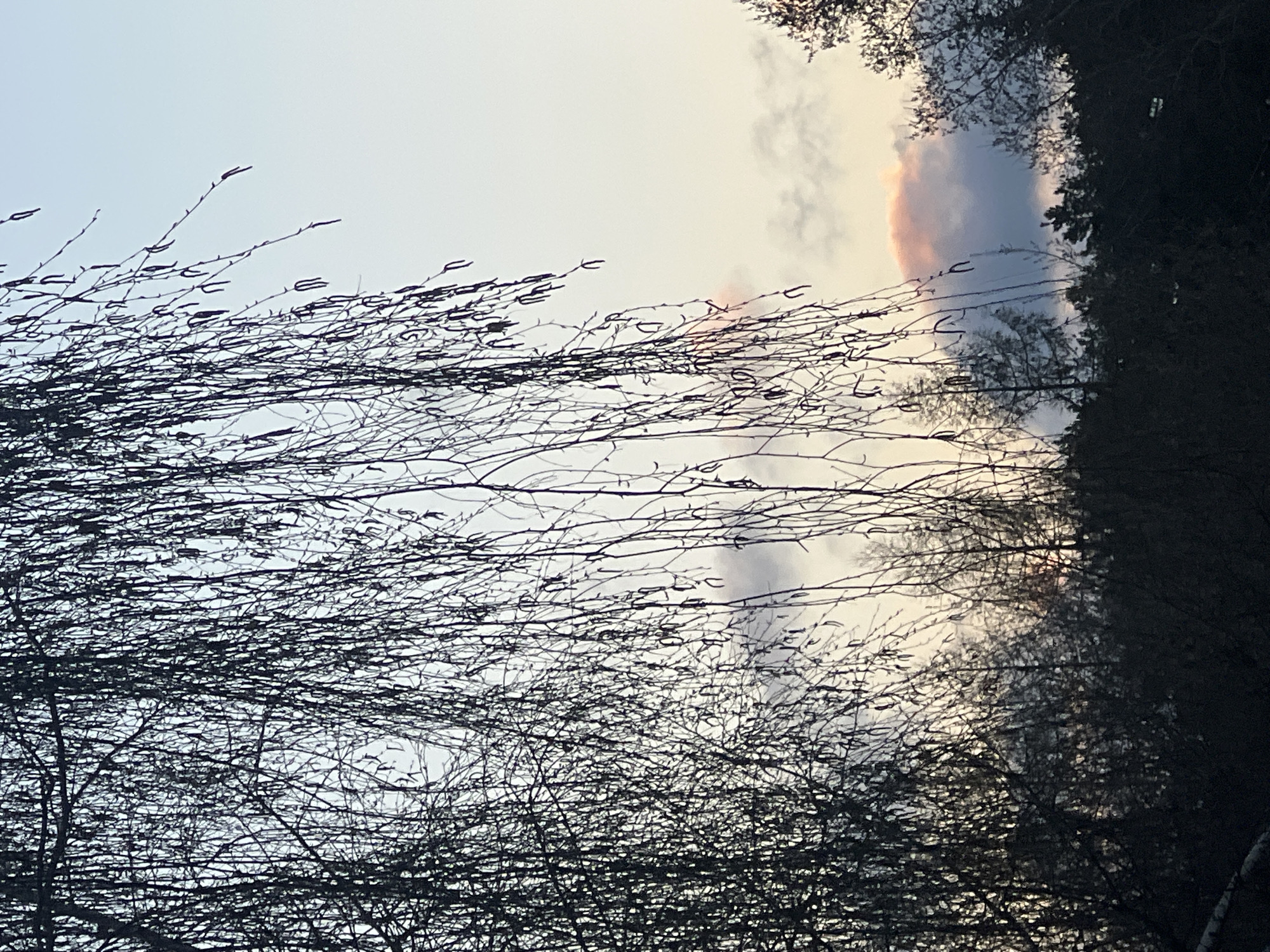The image captures a serene natural scene, primarily composed of silhouetted tree branches against an atmospheric sky. In the foreground, numerous bare, dark branches with small buds or catkins stretch across the frame, creating an intricate network of lines. These branches are sharply defined against the lighter background.
The sky, visible behind and above the branches, features a soft gradient from pale blue to light grey and subtle yellow tones. A distinctive cloud formation on the upper right side displays warm pink and orange hues, strongly suggesting either sunrise or sunset. This warm light contrasts with the cooler tones of the rest of the sky.
To the right and slightly in the background, a denser mass of darker trees or a forest edge is visible, forming a darker silhouette against the sky. These background trees offer a visual depth to the scene. The overall lighting is soft and diffused, characteristic of twilight hours.
The scene depicts a tranquil outdoor setting, likely a forest or wooded area, in late winter or early spring given the bare branches with visible buds, consistent with the specified location of Chaikovsky, Russia. No specific activity is taking place, and no text is visible within the image.