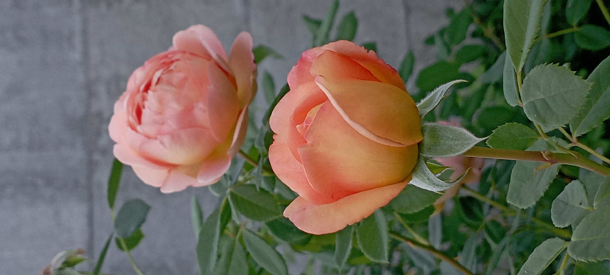 A close-up, vertical shot focuses on two peach and pink roses in bloom. The rose in the foreground is fully open, showcasing its delicate petals with hints of yellow and orange at the center. It has a fuzzy green stem and sepals. Behind it, a second rose, slightly out of focus, is also in bloom with soft pink petals. Lush green leaves surround the flowers. The background is a textured, gray concrete wall, providing a muted contrast to the vibrant roses. The image appears to be taken outdoors, likely in a garden setting. The location is not specified within the image.