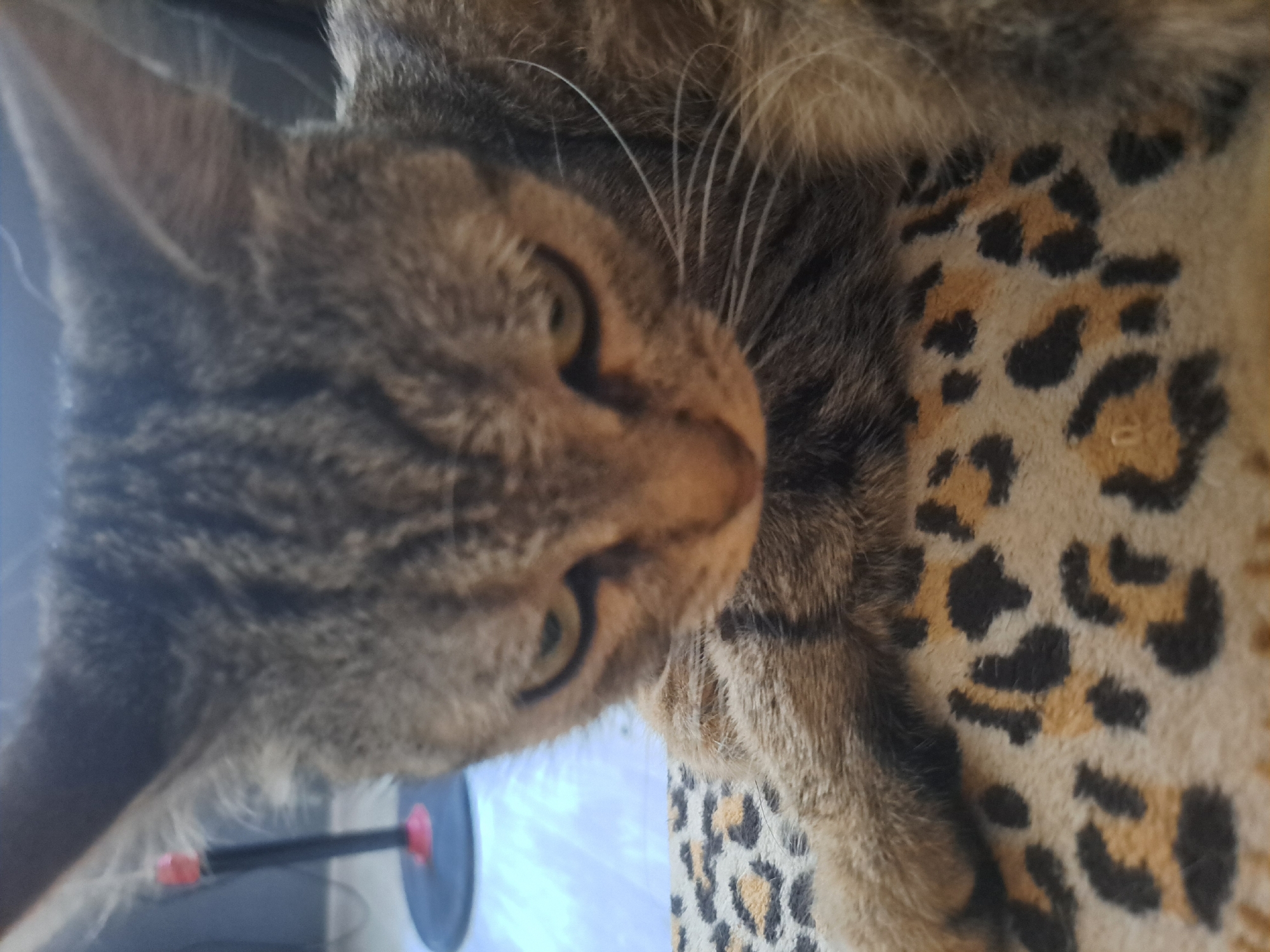 A close-up, eye-level shot shows a tabby cat's face looking down, with its head and paws in the foreground. The cat is resting on a leopard-print surface. In the blurred background, a dark pole with a red base is visible, possibly part of a fan. The setting appears to be indoors, in Vypasne, Ukraine.