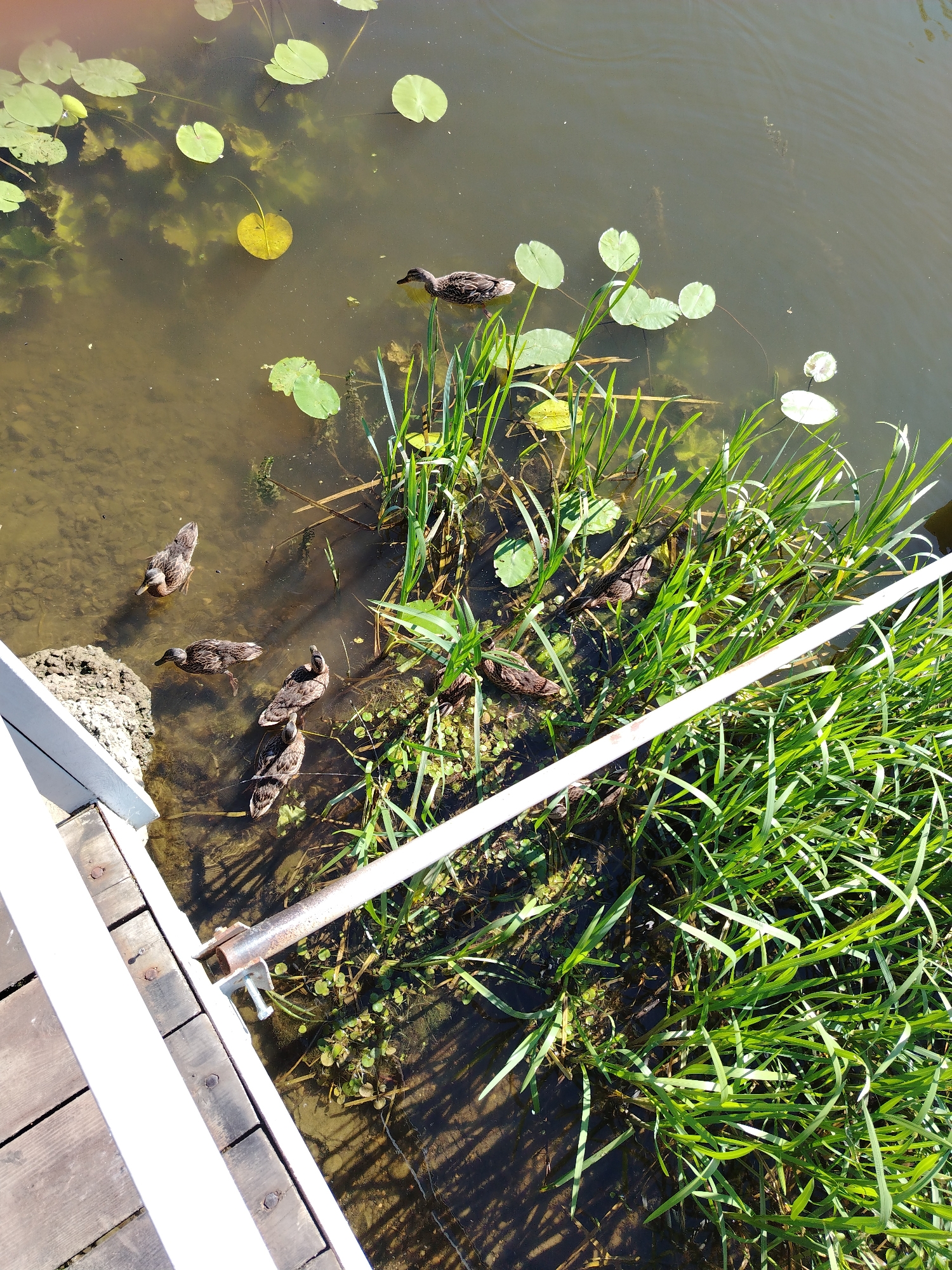 A group of ducks are swimming in a body of water near a wooden dock. The water is murky and has lily pads floating on the surface, along with tall green grass growing from the water's edge. Sunlight casts shadows from the grass onto the water. The scene is likely in Stroitel', Russia, as indicated by the context.