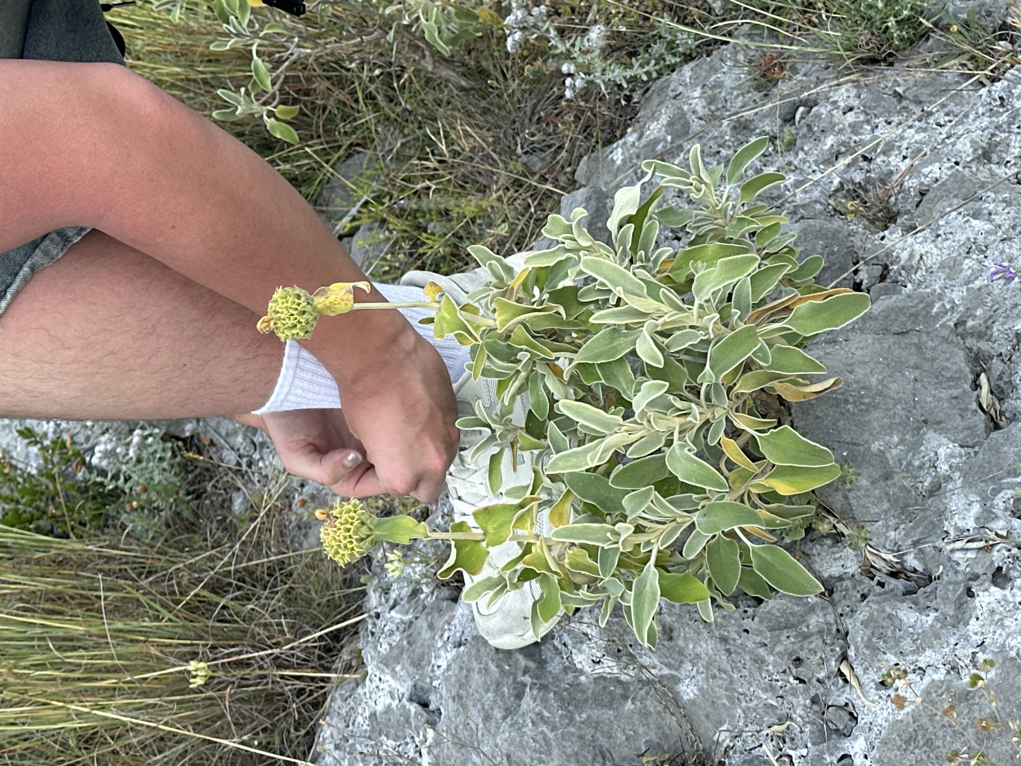 This close-up outdoor image, set in Zupci, Montenegro, captures a person interacting with a plant on rocky terrain during the daytime. The left side of the frame features the lower legs of a person, clad in light-colored shorts and white socks, and their hands, which are positioned around the stem of a prominent plant. A light-colored shoe is visible under the hands.
The central subject is a plant with distinctive broad, light green leaves edged with lighter margins, growing directly from the textured grey rocks. Two prominent, round, spiky, yellowish-green flower heads are visible on stalks, with the person's hands appearing to gently hold or examine the lower one. In the background, to the upper left, another plant with smaller, silvery-green leaves can be seen. The ground is characterized by rugged grey rock formations, intermingled with patches of dry grass and sparse, dry vegetation, indicative of a Mediterranean or semi-arid environment. The lighting is bright and natural, suggesting a clear day, likely morning or afternoon. There is no visible text. The scene conveys a moment of calm observation or interaction with the natural environment.
