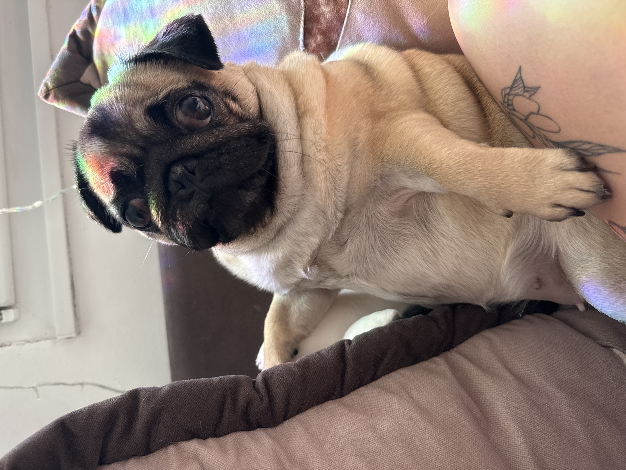 A fawn-colored pug is sitting on a textured surface, leaning against a brown and pink cushion. The pug's body is angled towards the right of the frame. Its head is turned slightly to the left, with its dark eyes looking forward. A rainbow-colored light is reflecting on the pug's forehead and head. The pug's right paw rests on a person's leg, where a tattoo of what appears to be an olive branch is visible. The background is blurred, but suggests an indoor environment. The image is taken from a medium close-up perspective, with the pug as the primary subject.
