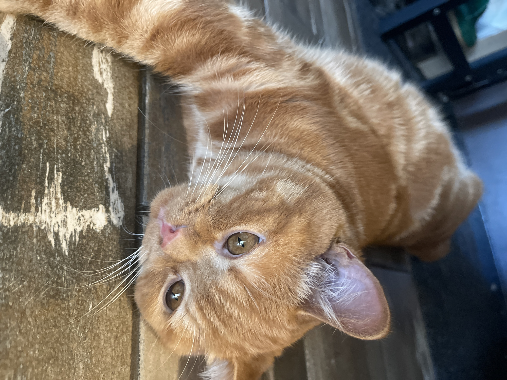 An orange tabby cat is lying on its side on a wooden floor. The cat is looking towards the camera with its head tilted. The cat has green eyes and a pink nose. The floor is made of wooden planks with a distressed finish. In the background, there is a dark colored furniture piece. The scene appears to be indoors. The image was taken in the city of Kommunarka, Russia.