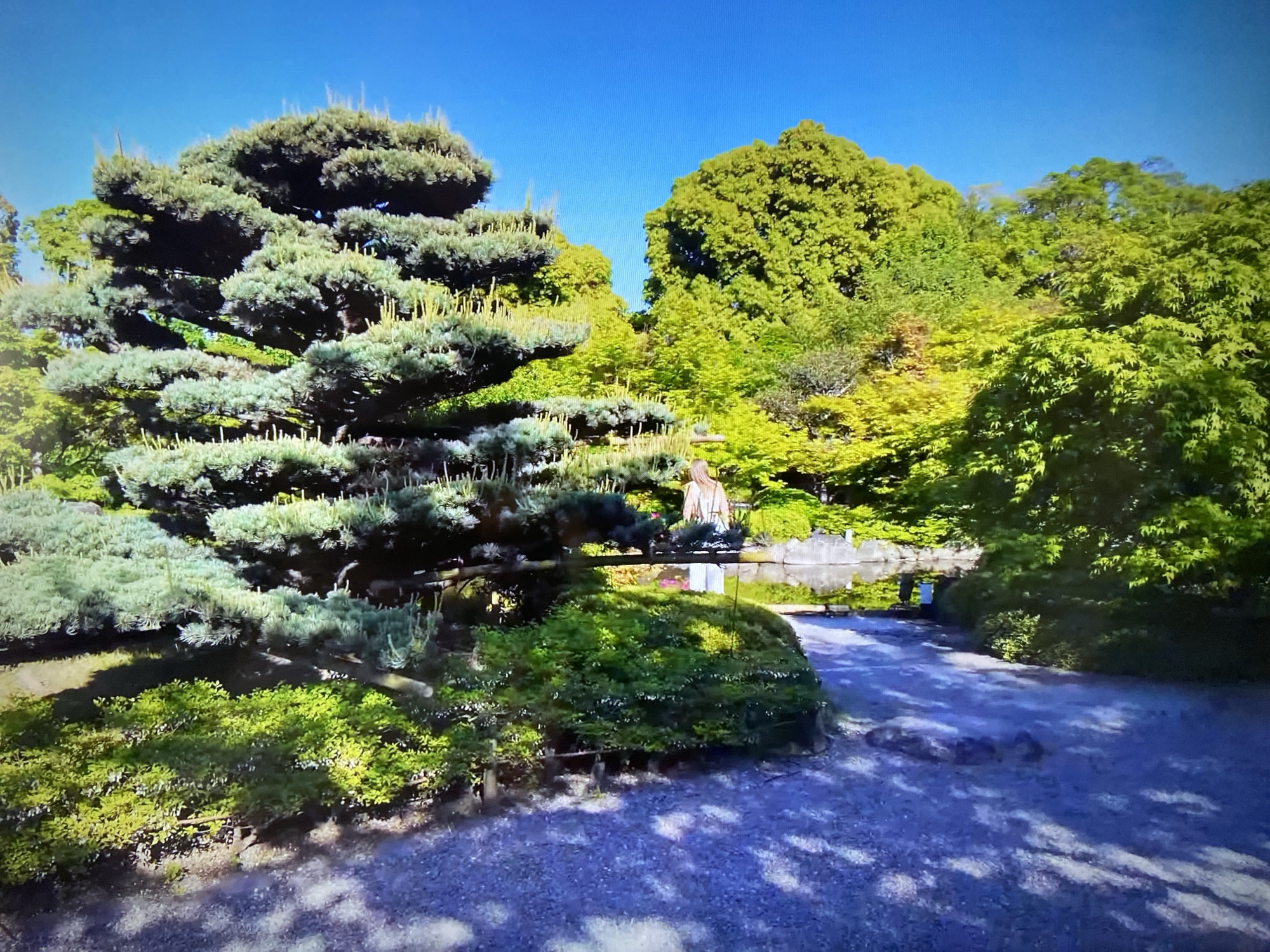 The image shows a garden with a clear blue sky. A large, tiered, evergreen tree dominates the left side of the frame. In the background, there is a body of water (possibly a pond or lake) surrounded by lush green vegetation. A person stands near the water, seemingly observing the scene. A gravel path runs through the garden in the foreground, with scattered rocks and shadows. The overall environment suggests a serene and well-maintained park or botanical garden. The location is listed as "Unknown, Unknown."