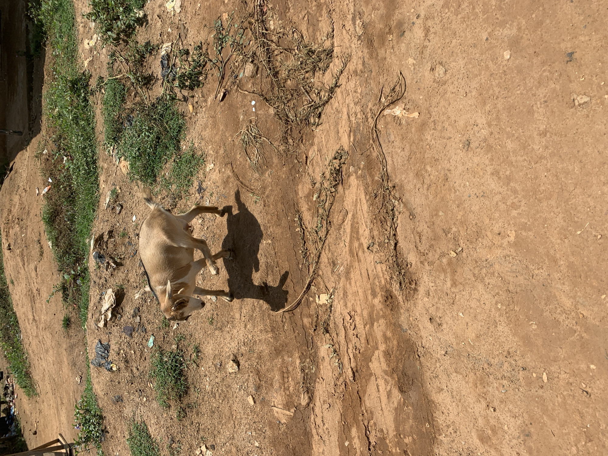 A light brown goat with white markings walks across a dirt road with sparse vegetation and some scattered debris. The goat is positioned in the middle of the frame, facing left, with its head lowered. Its shadow is cast to its left. The environment appears to be an outdoor, unpaved area with patches of green plants and dry dirt. There are some dark plastic bags and crumpled paper visible on the ground in the background. The road surface shows tire tracks and is uneven.