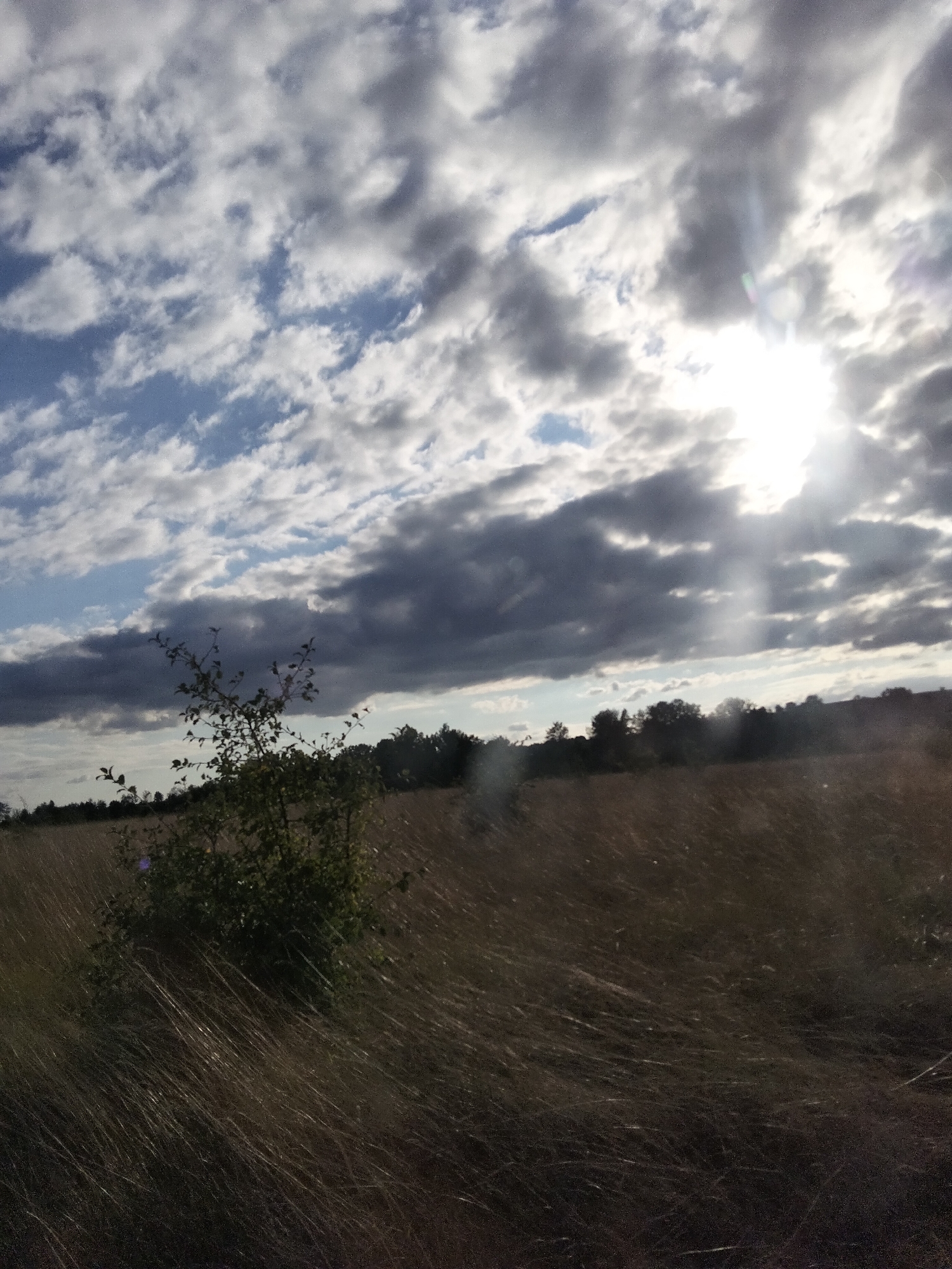 The image depicts a sunlit field with a lone, sparsely leaved tree in the foreground. The sky is partly cloudy with dramatic, dark clouds interspersed with patches of bright blue sky. The sun is visible, breaking through the clouds, casting rays of light onto the scene. The field is covered in dry, tall grass, which appears to be windswept. In the distance, a line of trees forms a dark silhouette against the sky. The location is identified as Ustyvytsia, Ukraine, and the scene suggests an outdoor, natural environment, possibly a meadow or a rural landscape. No people or specific actions are visible. The overall mood is one of natural beauty with a hint of dramatic weather.