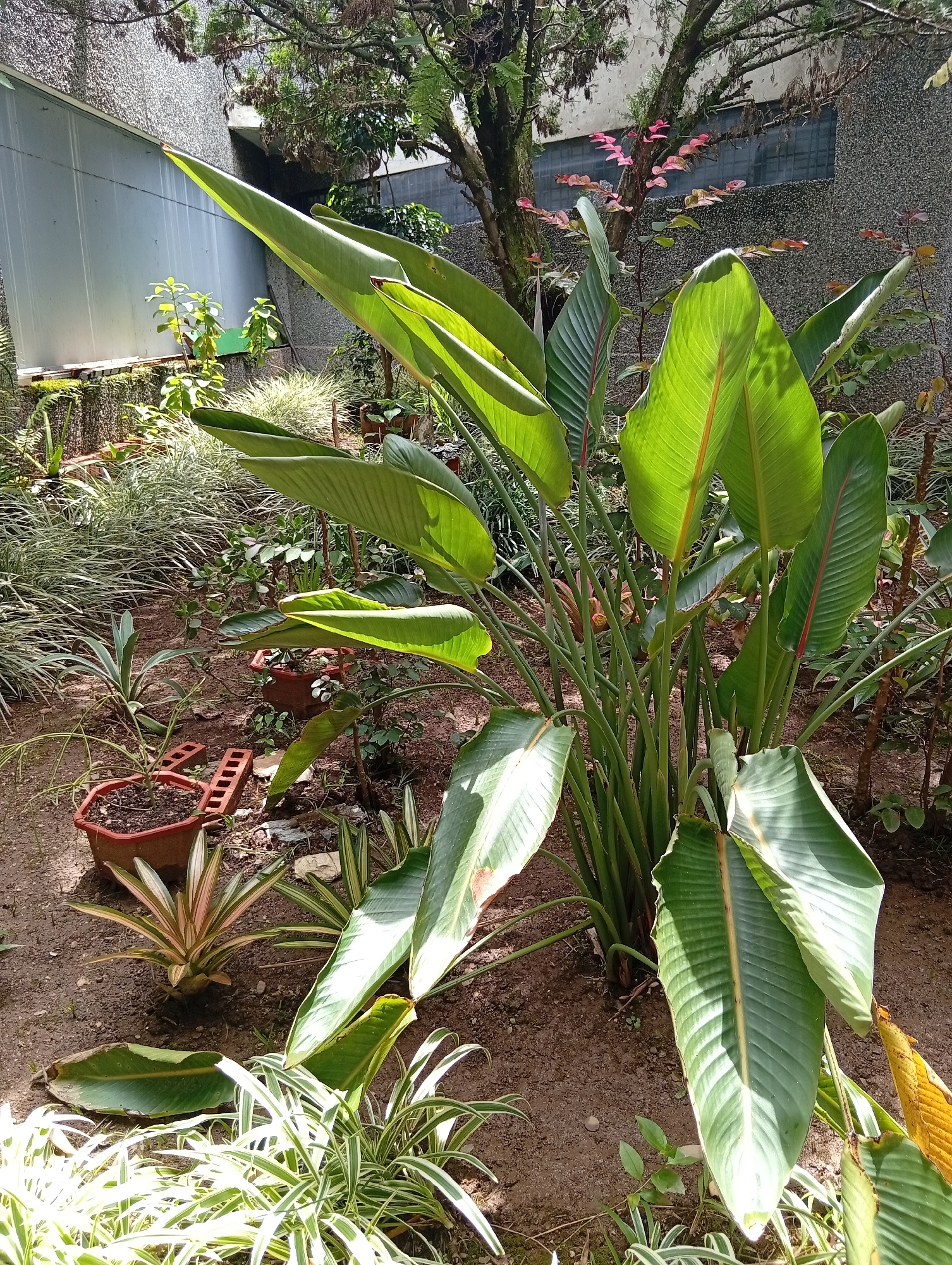 This image depicts a lush garden scene likely situated in the city of San Antonio de Los Altos, Venezuela, given the presence of various tropical and subtropical flora commonly found in such regions. The foreground is dominated by a large Bird of Paradise plant (Strelitzia nicolai) with its characteristic long, paddle-shaped leaves, some of which are illuminated by sunlight. To the left and bottom of the frame, other plants, including what appears to be a spider plant (Chlorophytum comosum) with variegated leaves, are visible. In the mid-ground, a smaller bromeliad with reddish-green foliage stands out. The ground is covered with dark soil and some scattered organic debris.
In the background, a textured, grey-speckled wall runs horizontally, suggesting the presence of a building. A section of this wall is covered by a corrugated, light-grey metal panel. Above the wall, the branches of a mature tree with dense foliage and some dry, brown leaves are seen, casting shadows. A few smaller trees with reddish-pink leaves are also interspersed. The lighting suggests it is daytime, with sunlight filtering through the leaves, creating dappled patterns on the ground and plants. There are no people or animals visible in the scene, and no specific actions or interactions are being depicted. The overall impression is one of a well-maintained, naturalized garden space adjacent to a building. The presence of specific plant types and the architectural style of the wall are consistent with residential or communal outdoor areas in Venezuela.
