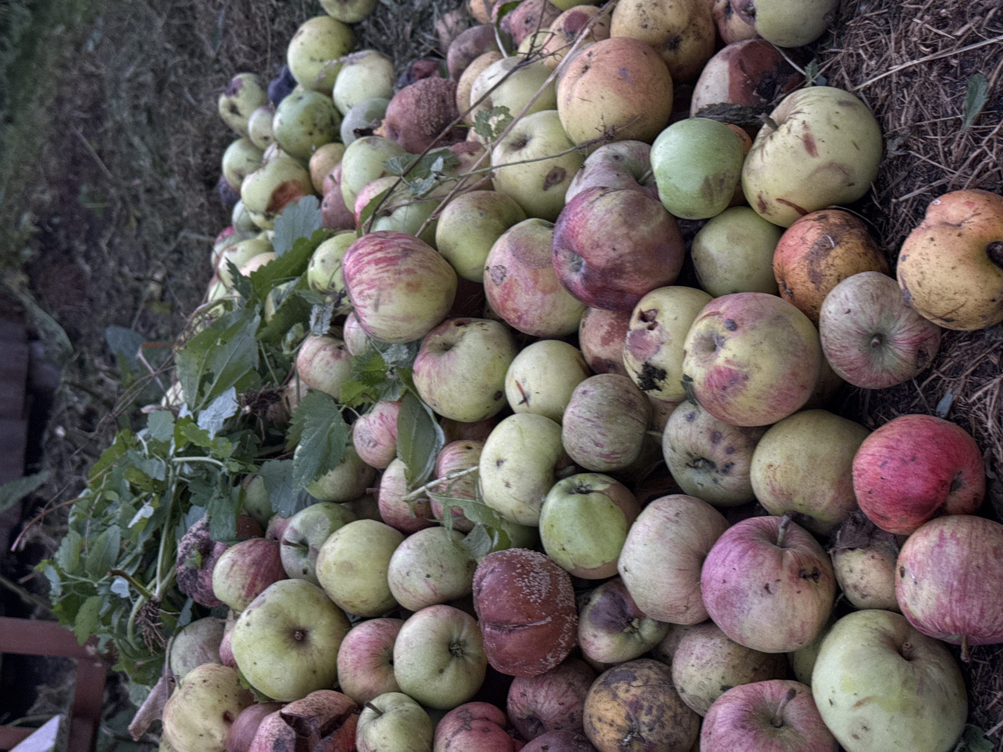 A large pile of ripe, fallen apples is on the ground, likely in an orchard or backyard in Sosnovskoye, Russia. The apples are a mix of green, yellow, and red, with some showing signs of bruising or decay. Some leaves and stems are also visible among the fruit. The background is out of focus, but appears to be a grassy or mulchy area, possibly with some wooden structures. There are no people or animals in the image.