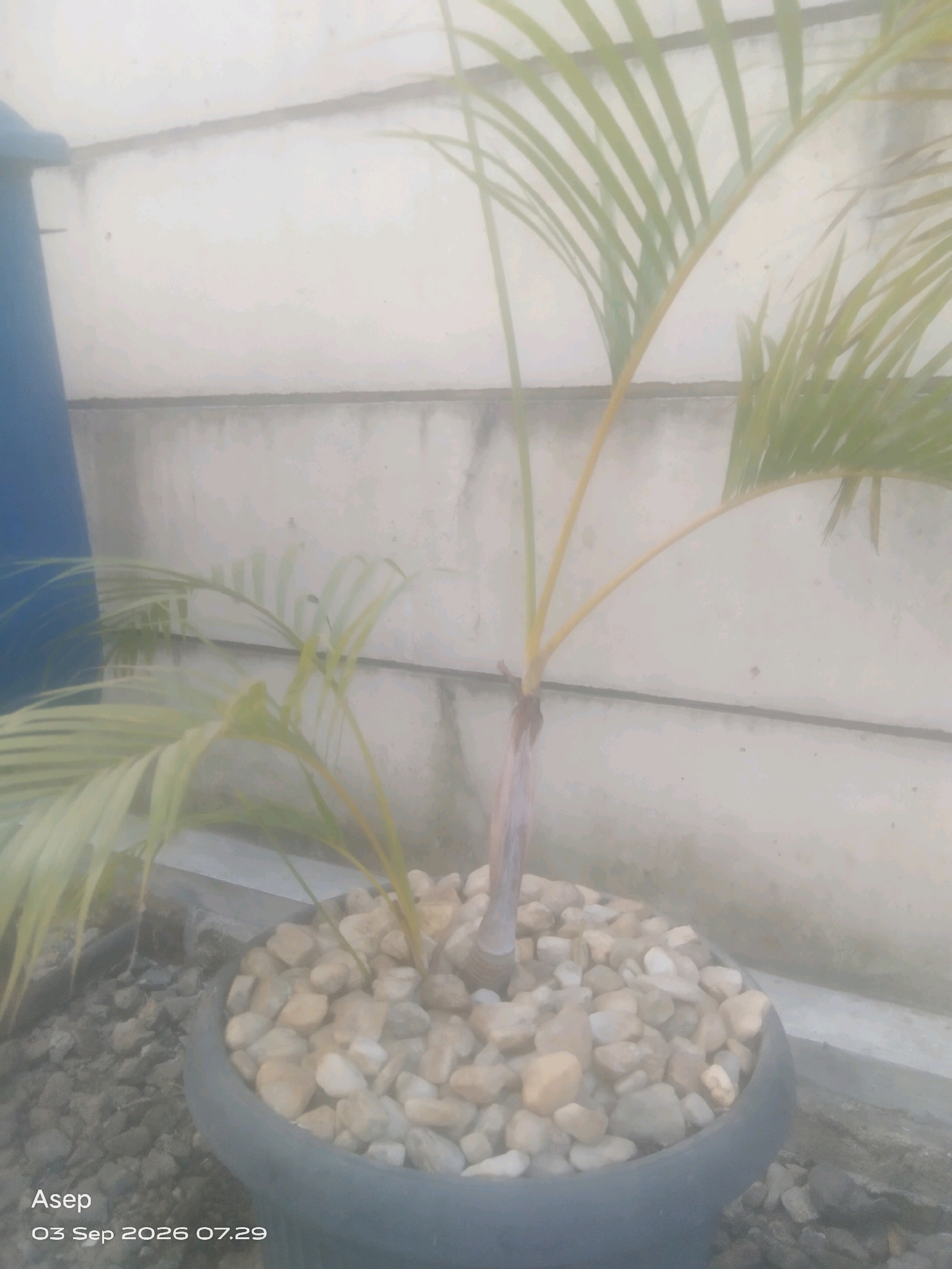 An indoor potted palm tree is the primary subject of this image, captured in the city of Sabah Balau, Indonesia. The palm has a slender, light brown trunk and long, green fronds that arch outwards. It sits in a dark grey pot filled with small, smooth, light-colored pebbles. The background consists of a light-colored, textured wall, possibly concrete or stucco, with a horizontal line running across it. To the left, a portion of a dark blue object is visible, possibly a wall or furniture. The scene appears to be in diffused light, suggesting an overcast day or indoor setting. A timestamp in the lower left corner reads "Asep 03 Sep 2026 07:29".