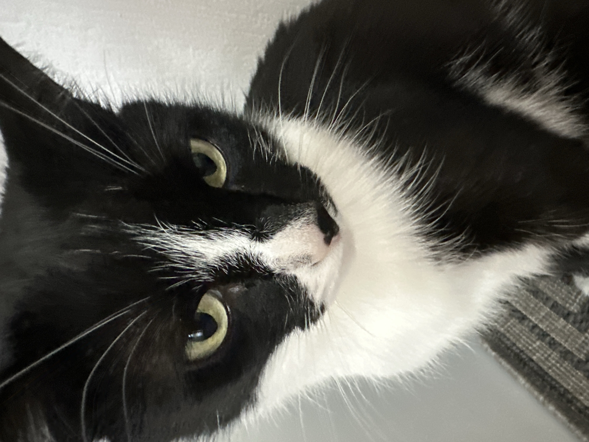 A close-up, high-angle shot captures a black and white cat lying down, looking towards the viewer. The cat's striking green-yellow eyes, with their vertical pupils, are a central focus. Its fur is a mix of glossy black, particularly on its head, ears, and back, and fluffy white, prominently displayed on its chest, chin, and nose bridge. Long, white whiskers extend outwards from its muzzle. The cat has a small, pinkish-black nose. The white fur under its chin and around its chest appears soft and voluminous.
The background is predominantly a light, possibly white or light grey, surface, suggesting an indoor setting. In the bottom right corner of the main image and one of the detailed crops, a textured, grey and white striped fabric is visible, which could be a blanket or furniture. The cat's expression appears calm and attentive, with a hint of curiosity. The lighting suggests an indoor environment, possibly daylight coming from a window or an artificial light source, reflected subtly in its eyes. There is no visible text in the image. The image was taken in Yekaterinburg, Russia.