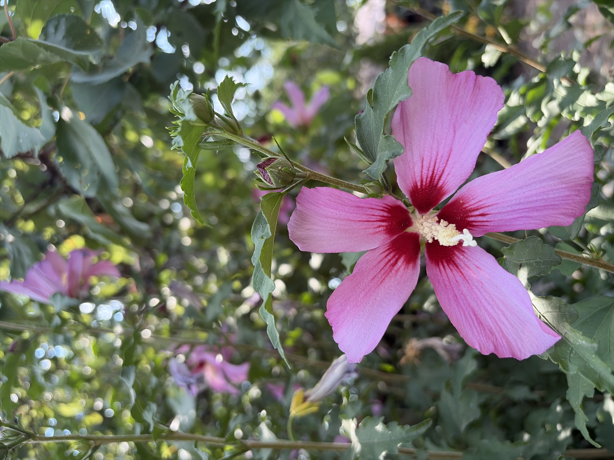 A close-up photograph showcases a vibrant pink hibiscus flower in the foreground, its petals detailed with thin red veins radiating from the center. The flower has five distinct petals, and its stamen is a pale yellow. Behind the main flower, other pink hibiscus blossoms and buds are visible, interspersed with lush green foliage and dappled sunlight. The setting appears to be a garden or natural outdoor area. While the image itself does not contain specific markers indicating its location in Oxentea, Moldova, it depicts a common garden scene that could be found in such a region.