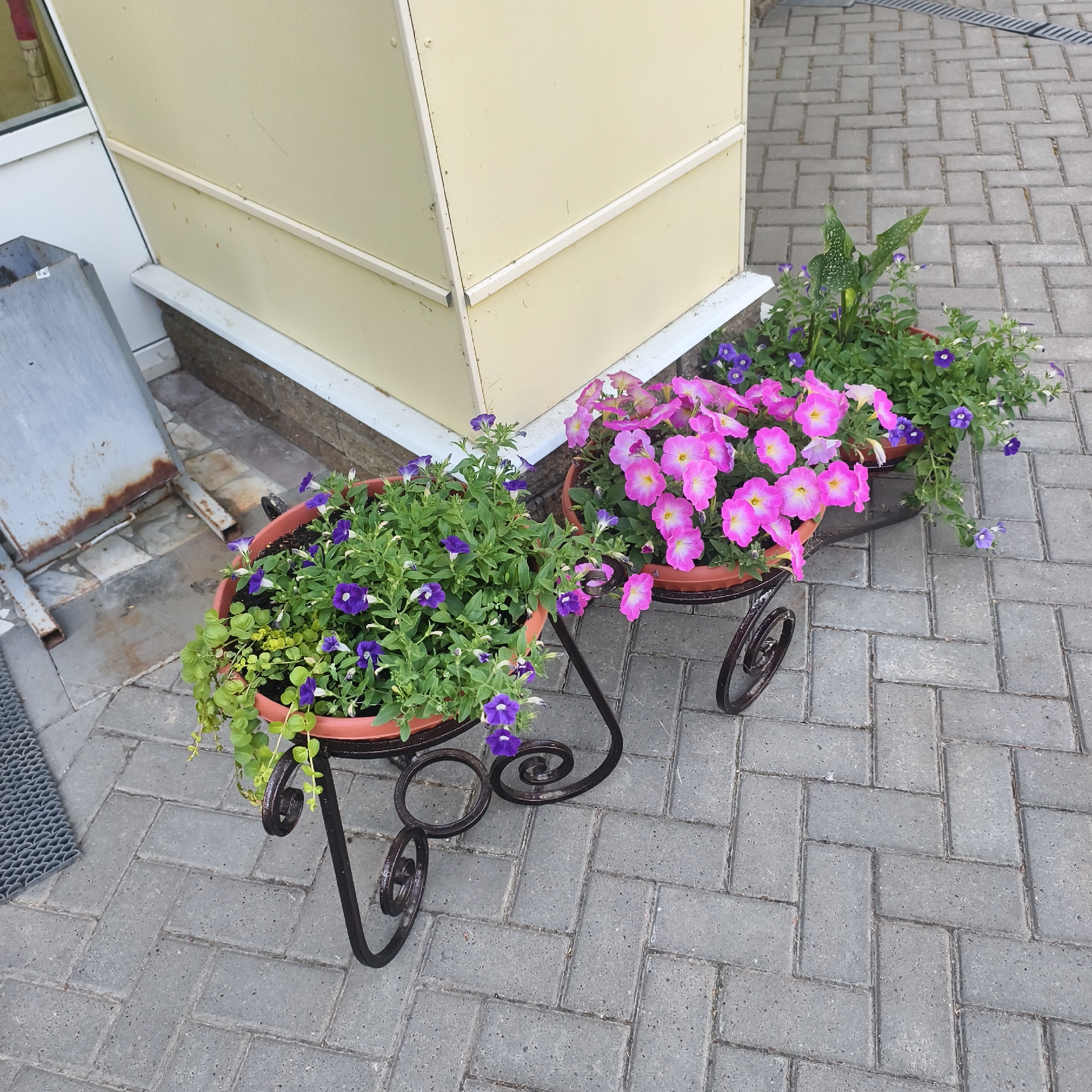 The image shows three flower pots containing different types of petunias. The first pot to the left features primarily purple petunias with some trailing green foliage. The middle pot contains pink petunias with white centers, mixed with purple petunias. The third pot on the right has a mix of green foliage with both pink and purple petunias. All three pots are sitting in decorative wrought iron stands on a paved area made of gray rectangular bricks. The pots are situated next to a light yellow exterior wall of a building. To the left of the flowers, there is a rusted metal object near a dark grey metal mat. The picture was taken in the city of Варзи-Ятчи, Russia.