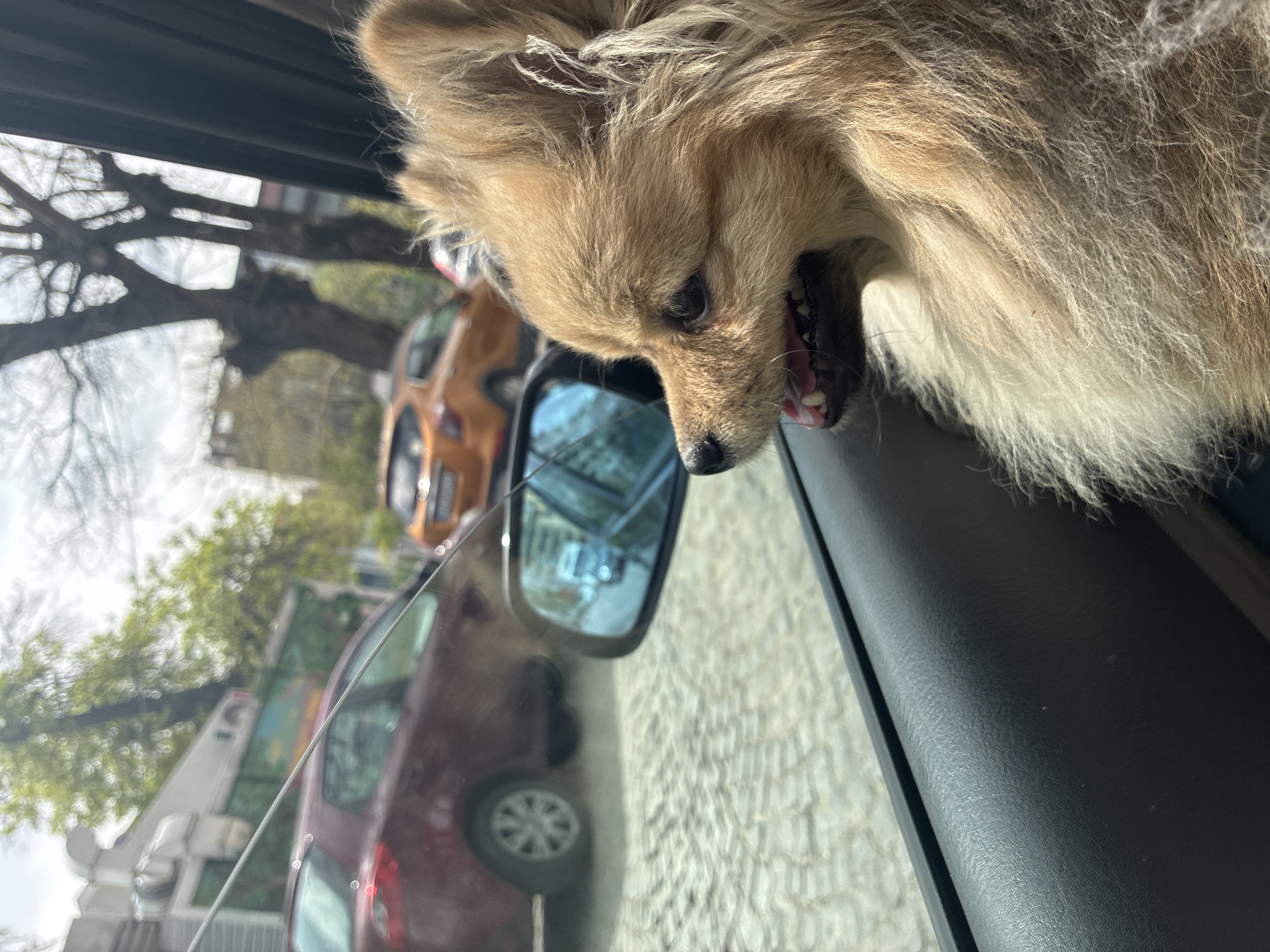 A tan Pomeranian dog has its head out of a car window. The dog is looking down and panting. The window is partially rolled down. In the side mirror of the car, another car, red, is visible behind. A second orange car is blurred and in the background, as are trees and a building. The location is unknown and unidentifiable as Plovdiv, Bulgaria.