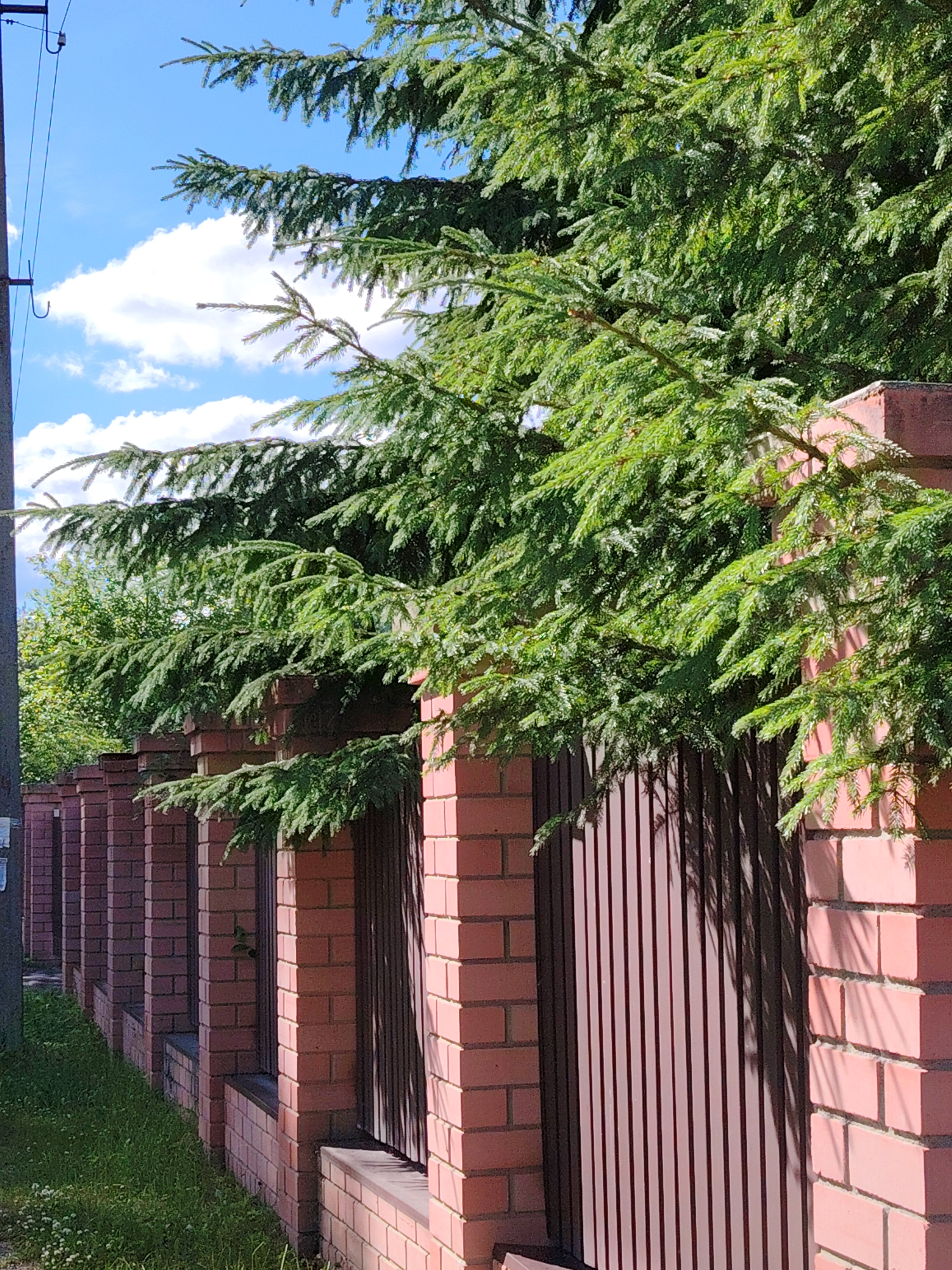 The image shows a row of brick fence pillars with dark vertical slats between them, partially obscured by lush green pine branches. The fence runs along a grassy area with some small white flowers. To the left of the fence, a utility pole with wires is visible. The sky above is blue with scattered white clouds. The scene is lit by sunlight, casting shadows from the tree branches onto the fence. The overall setting suggests a residential or suburban area in Krivets, Russia, likely outdoors on a clear day. There are no people or animals visible in the image.